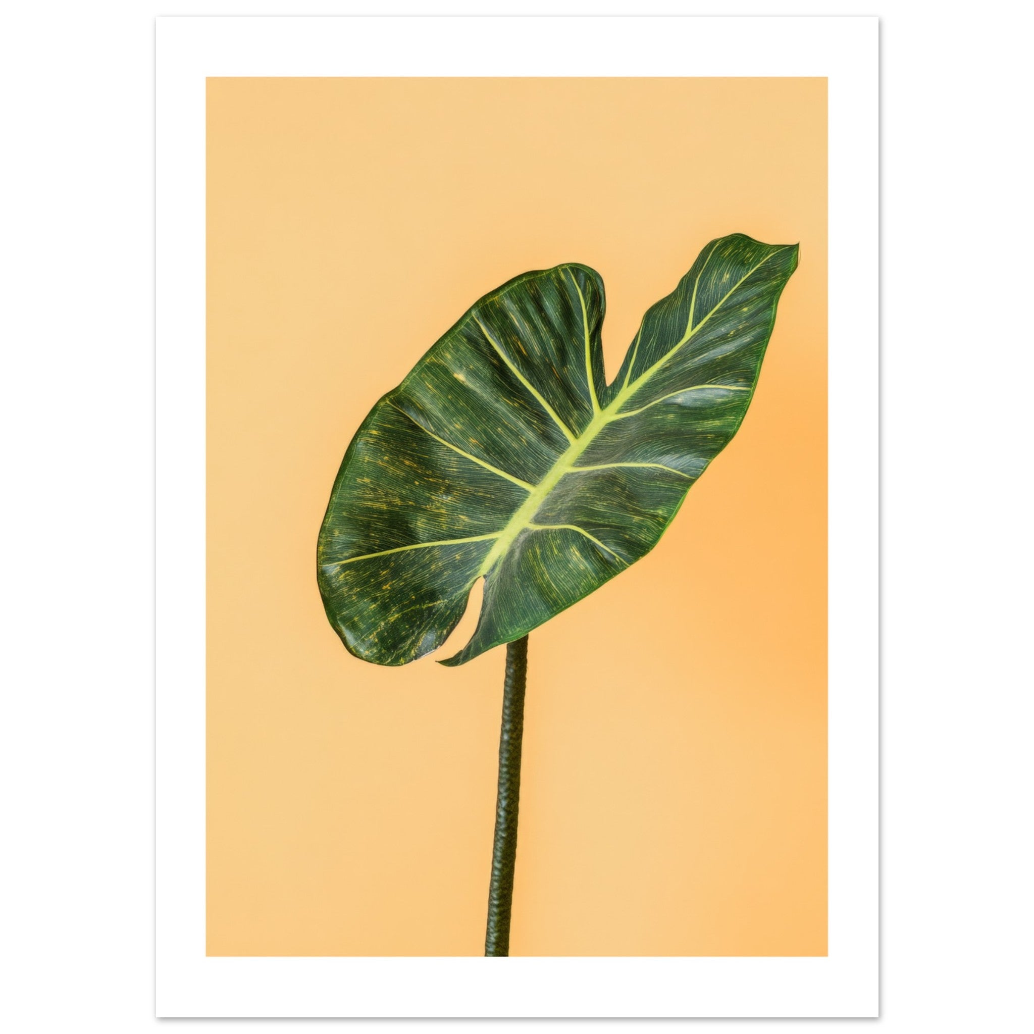Alocasia