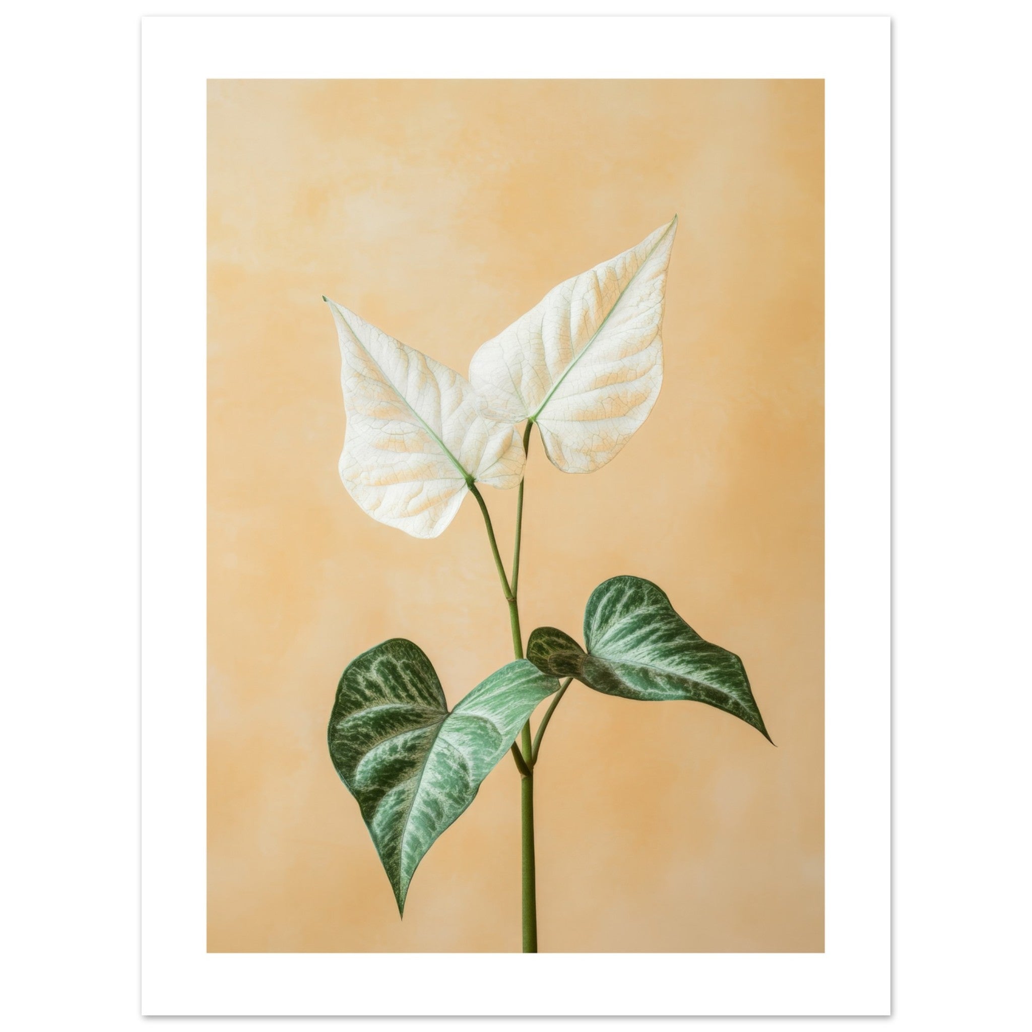 Arrowhead Plant Syngonium podophyllum 3