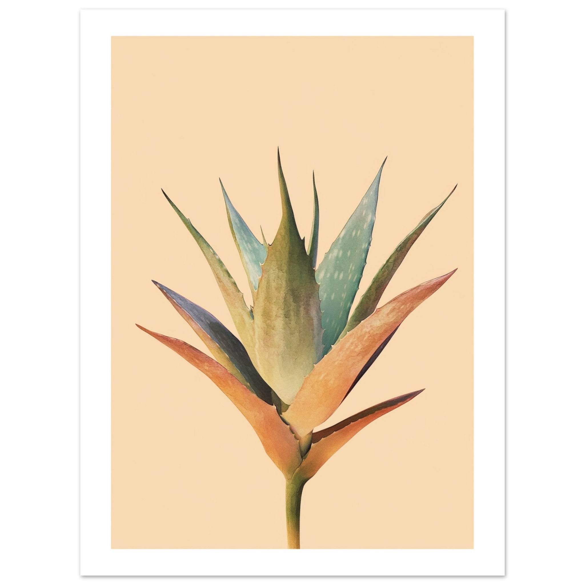 Aloe Vera Aloe barbadensis miller