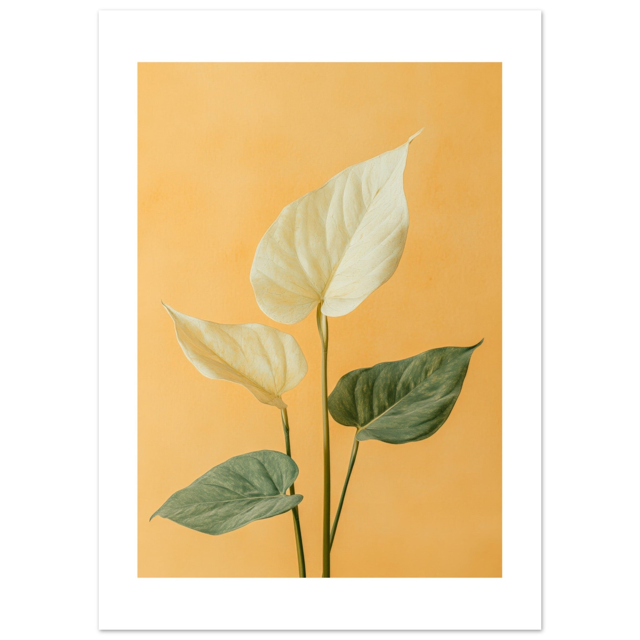Arrowhead Plant Syngonium podophyllum 1