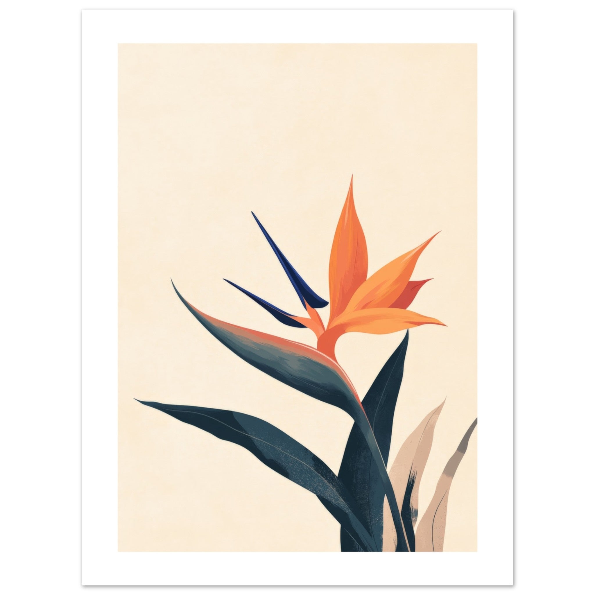 Bird of Paradise Strelitzia reginae 1