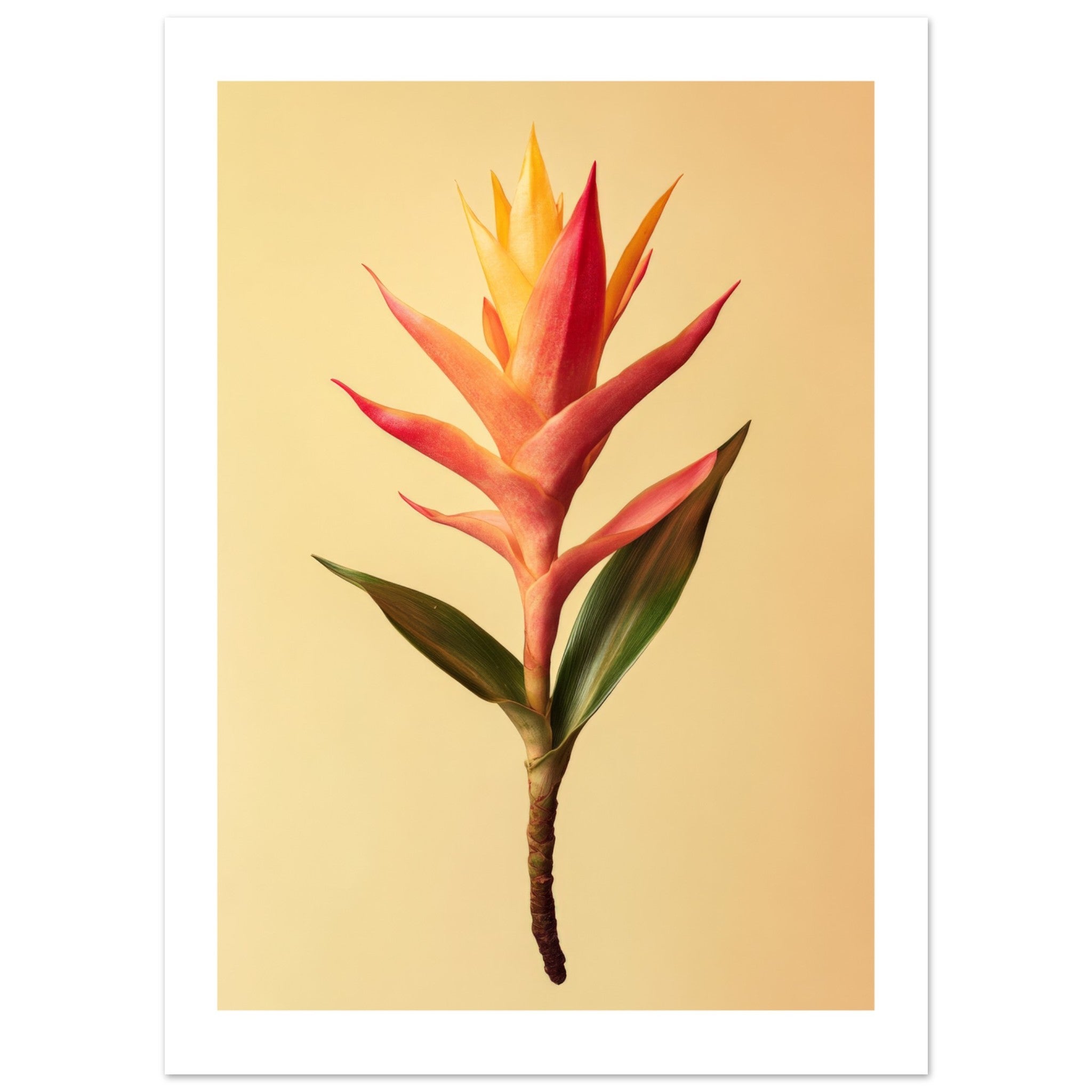 Bromeliad Bromeliaceae