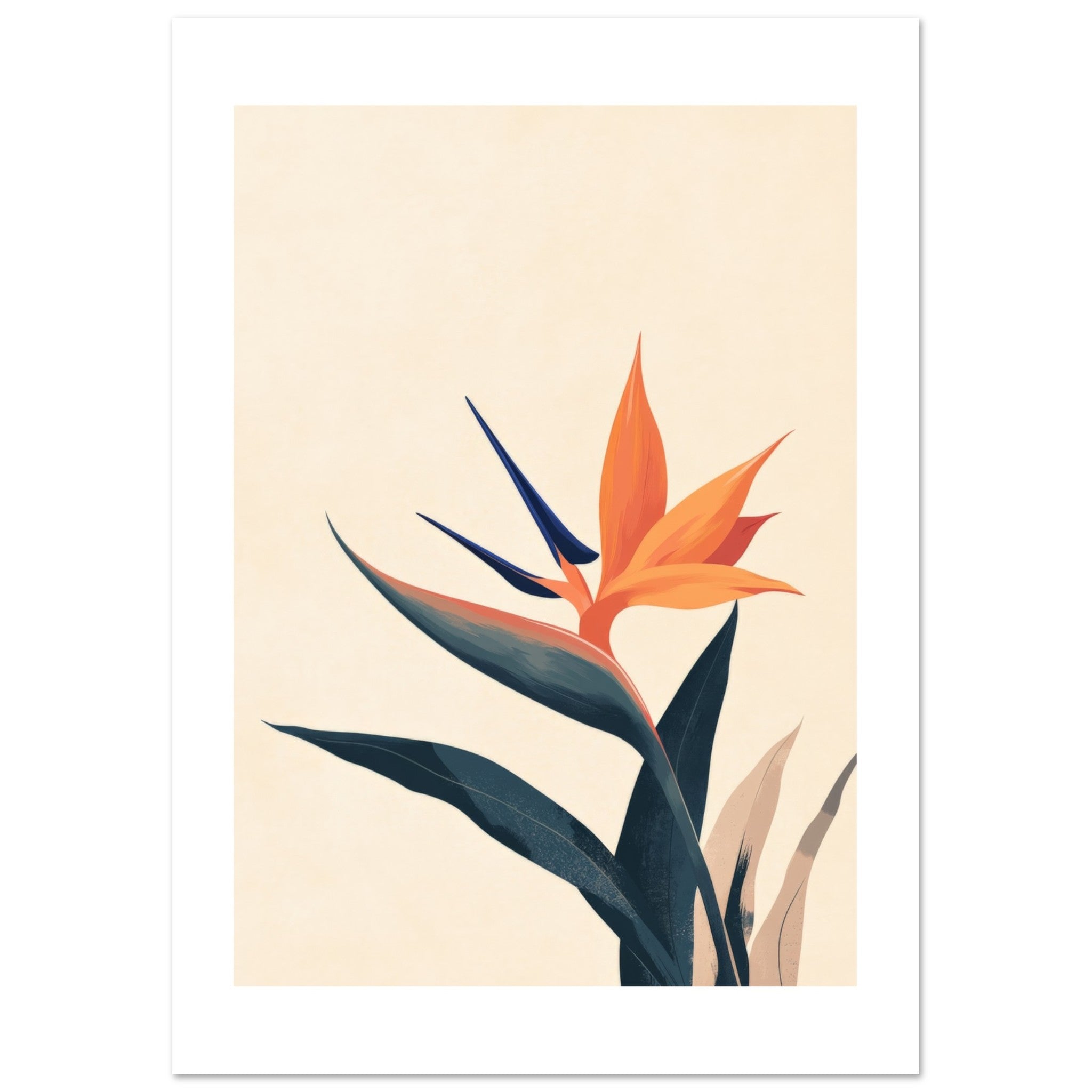 Bird of Paradise Strelitzia reginae 1