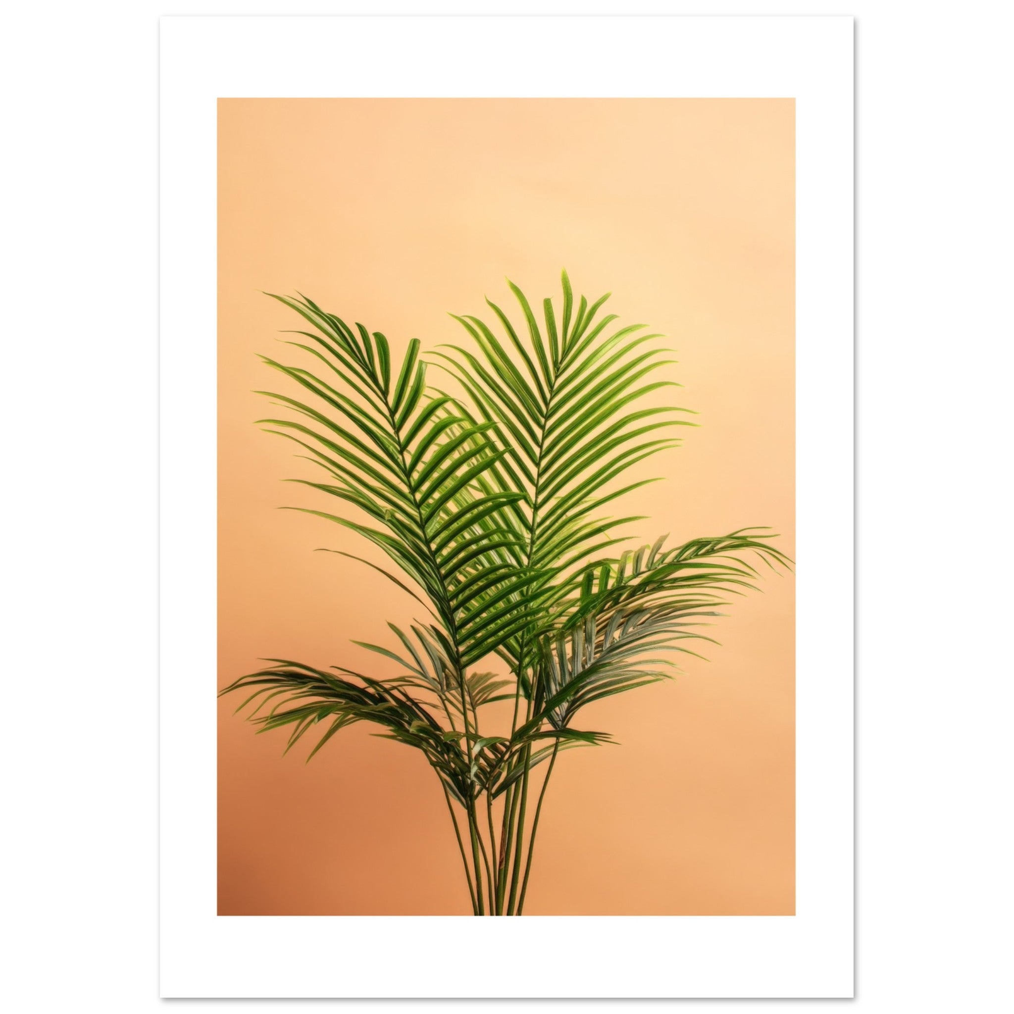 Areca Palm Dypsis lutescens