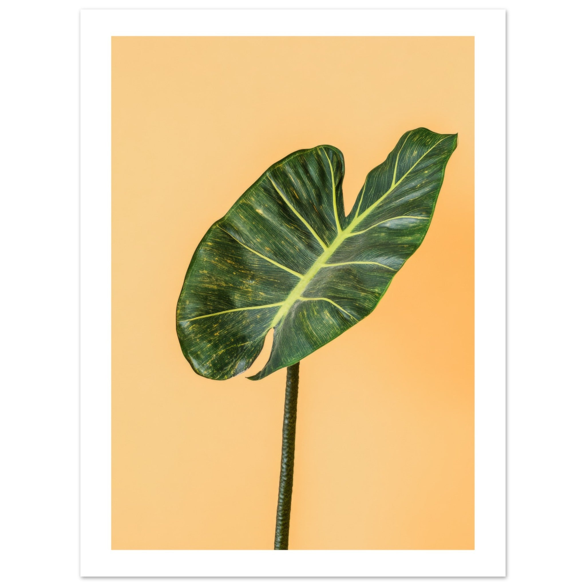 Alocasia