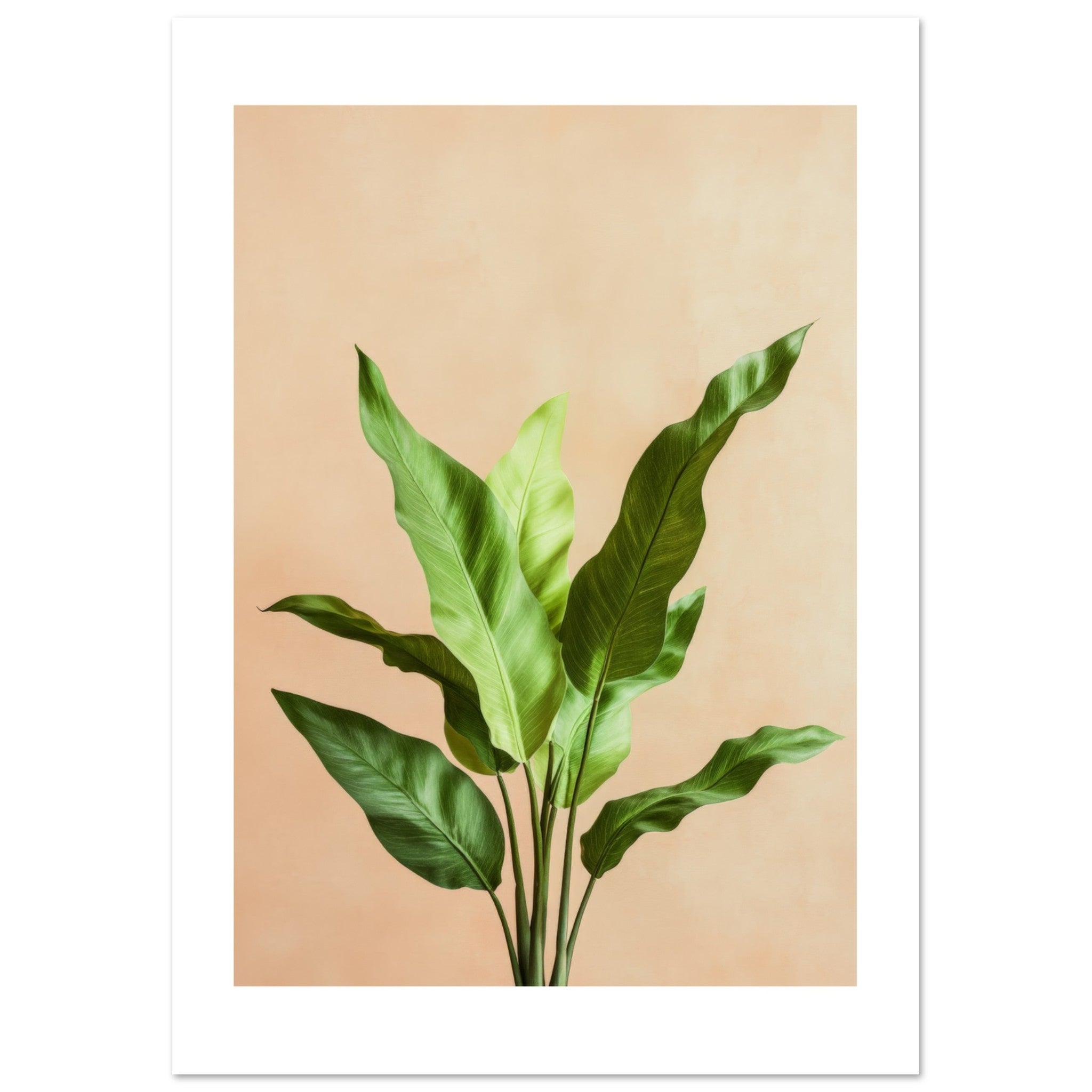 Birds Nest Fern Asplenium nidus 2