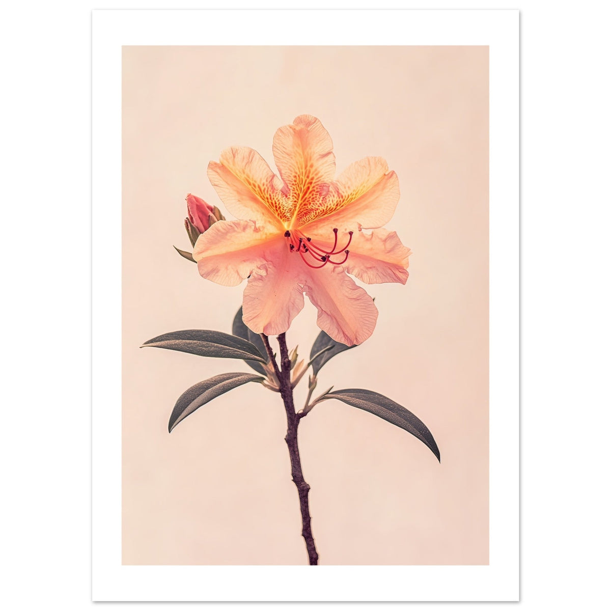 Azalea Rhododendron flower 1