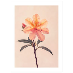 Azalea Rhododendron flower 1