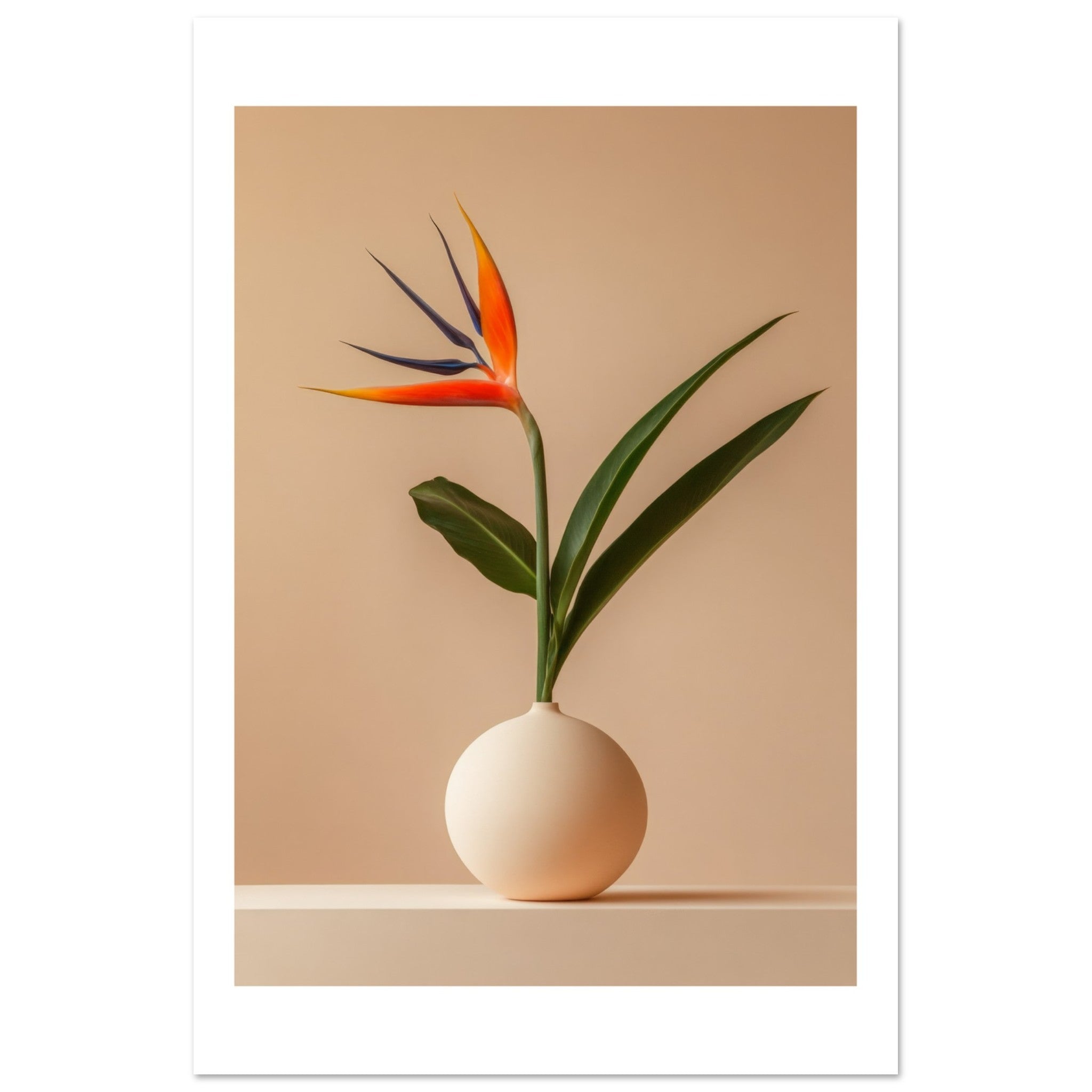Bird of Paradise Strelitzia reginae 4
