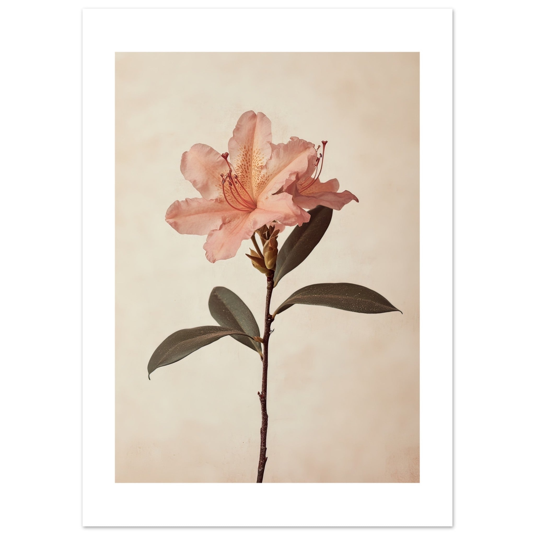 Azalea Rhododendron flower