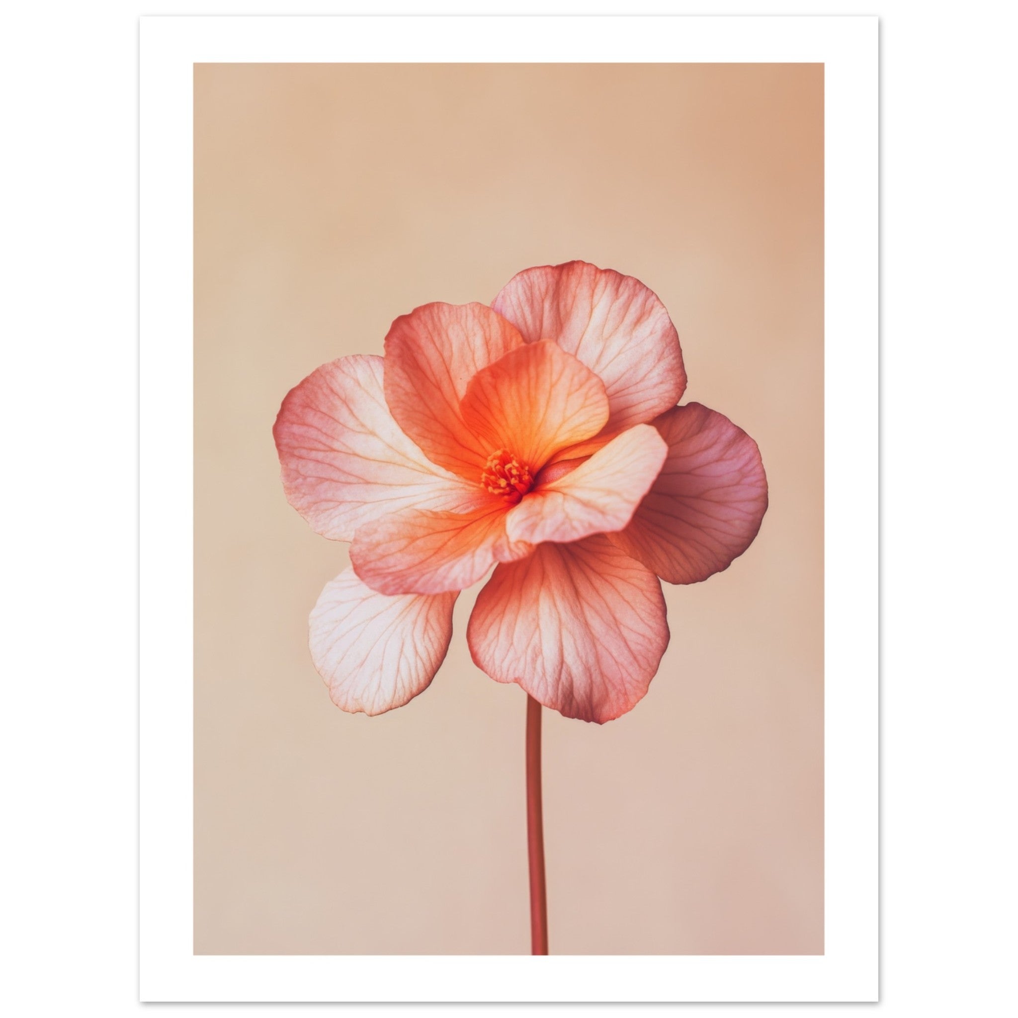 Begonia