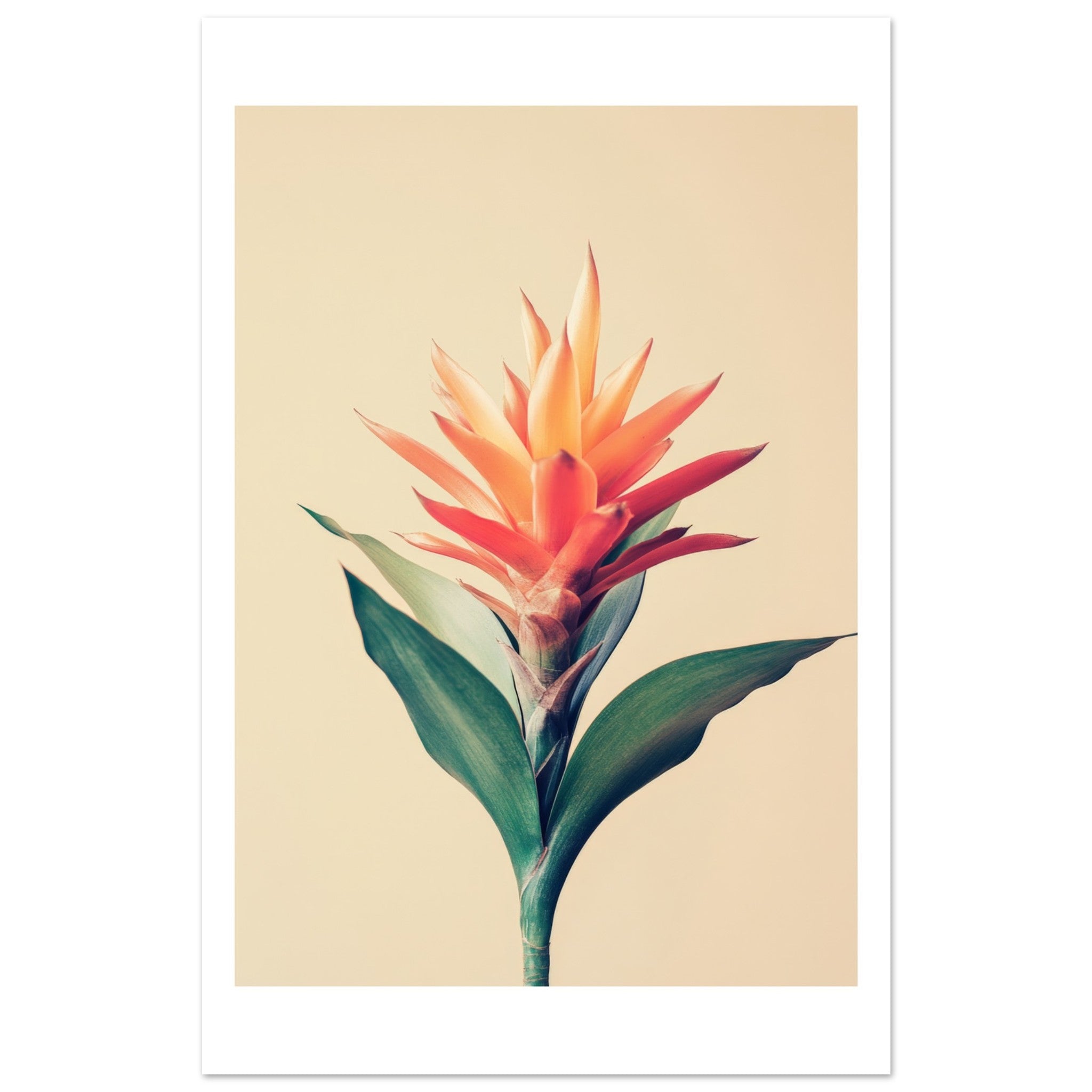 Bromeliad Bromeliaceae 1