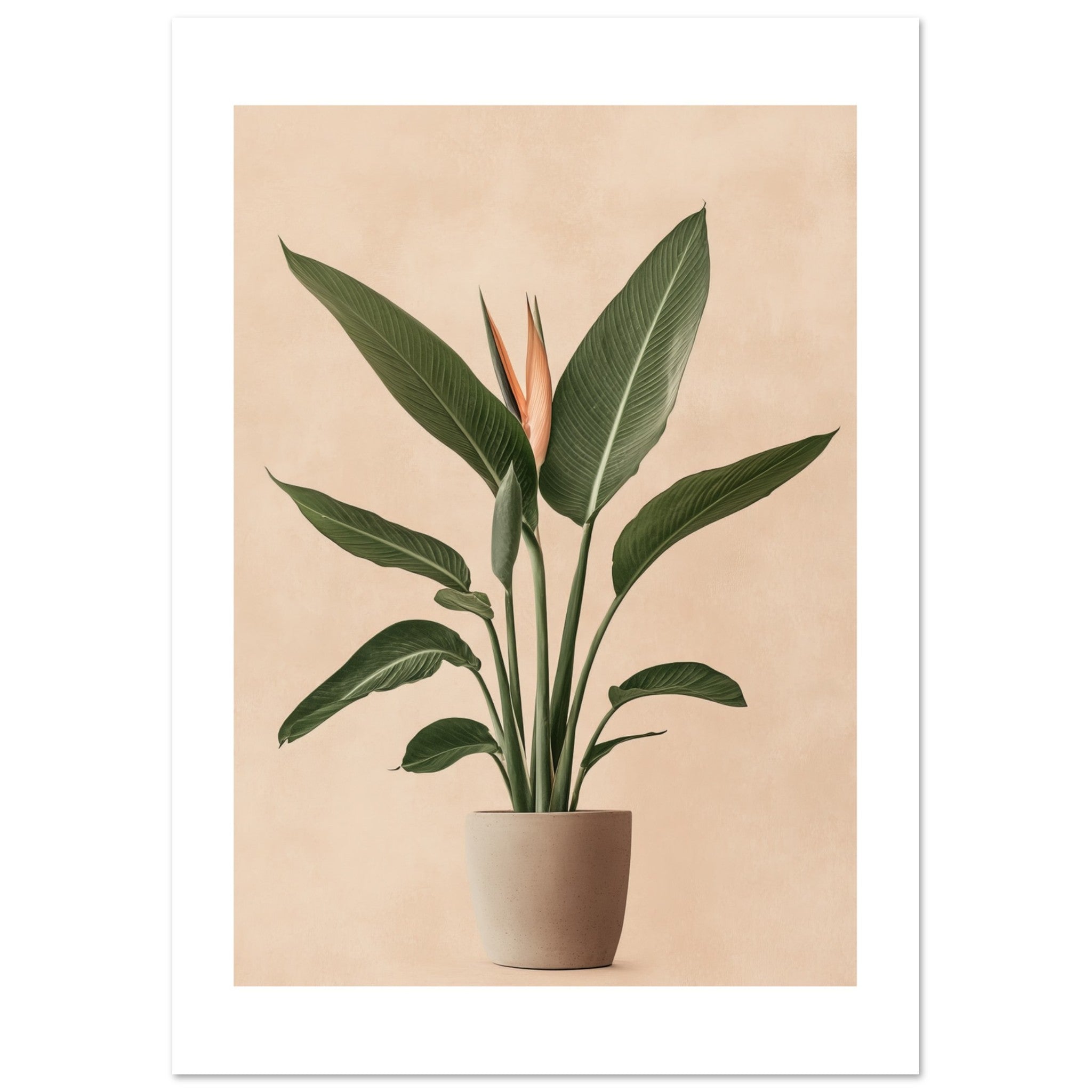 Bird of Paradise Strelitzia reginae