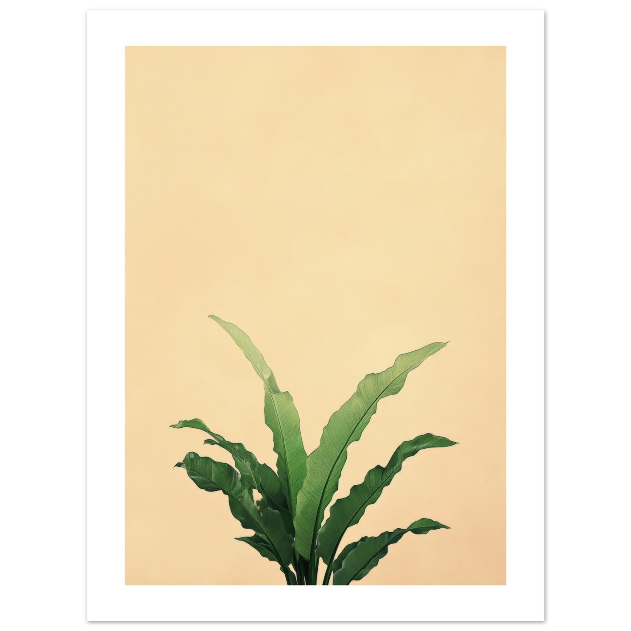 Birds Nest Fern Asplenium nidus 1