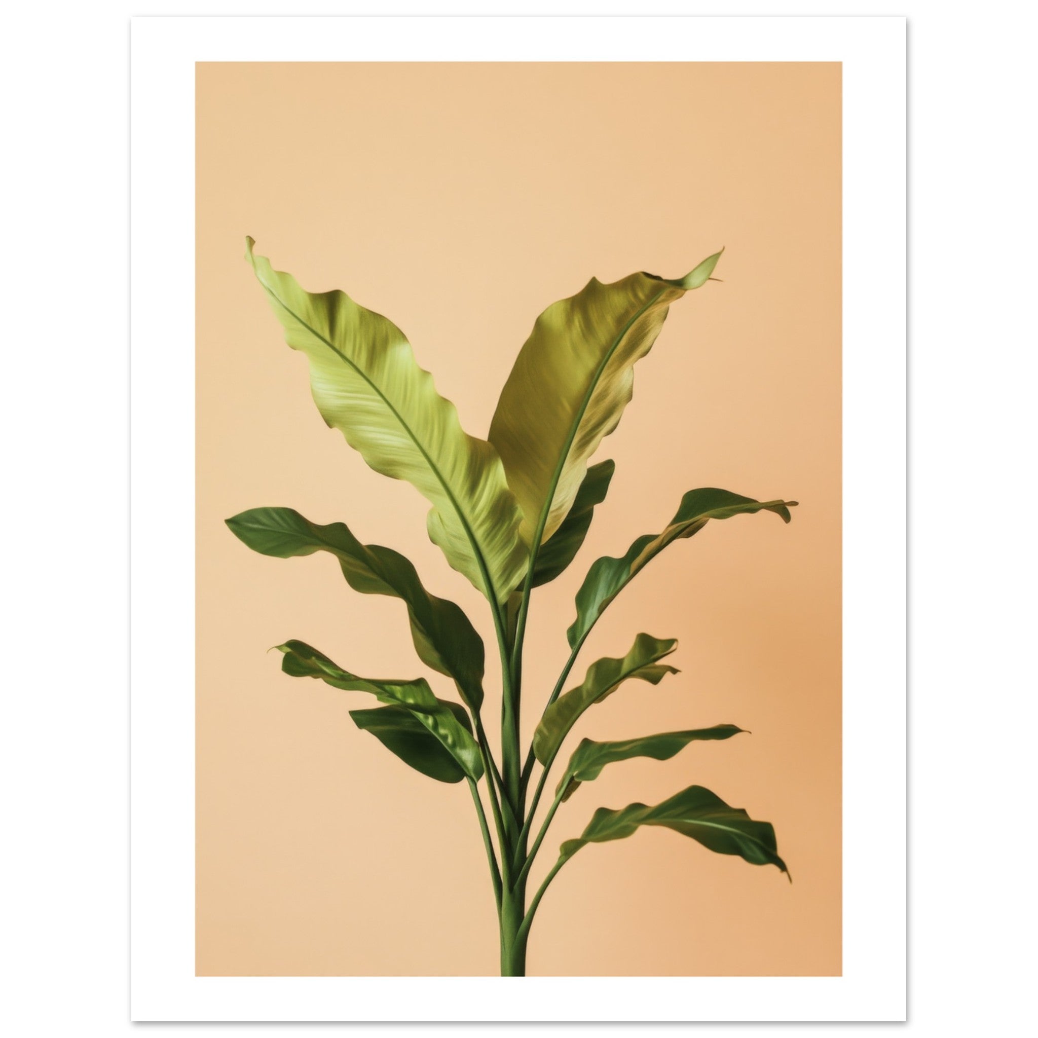 Birds Nest Fern Asplenium nidus