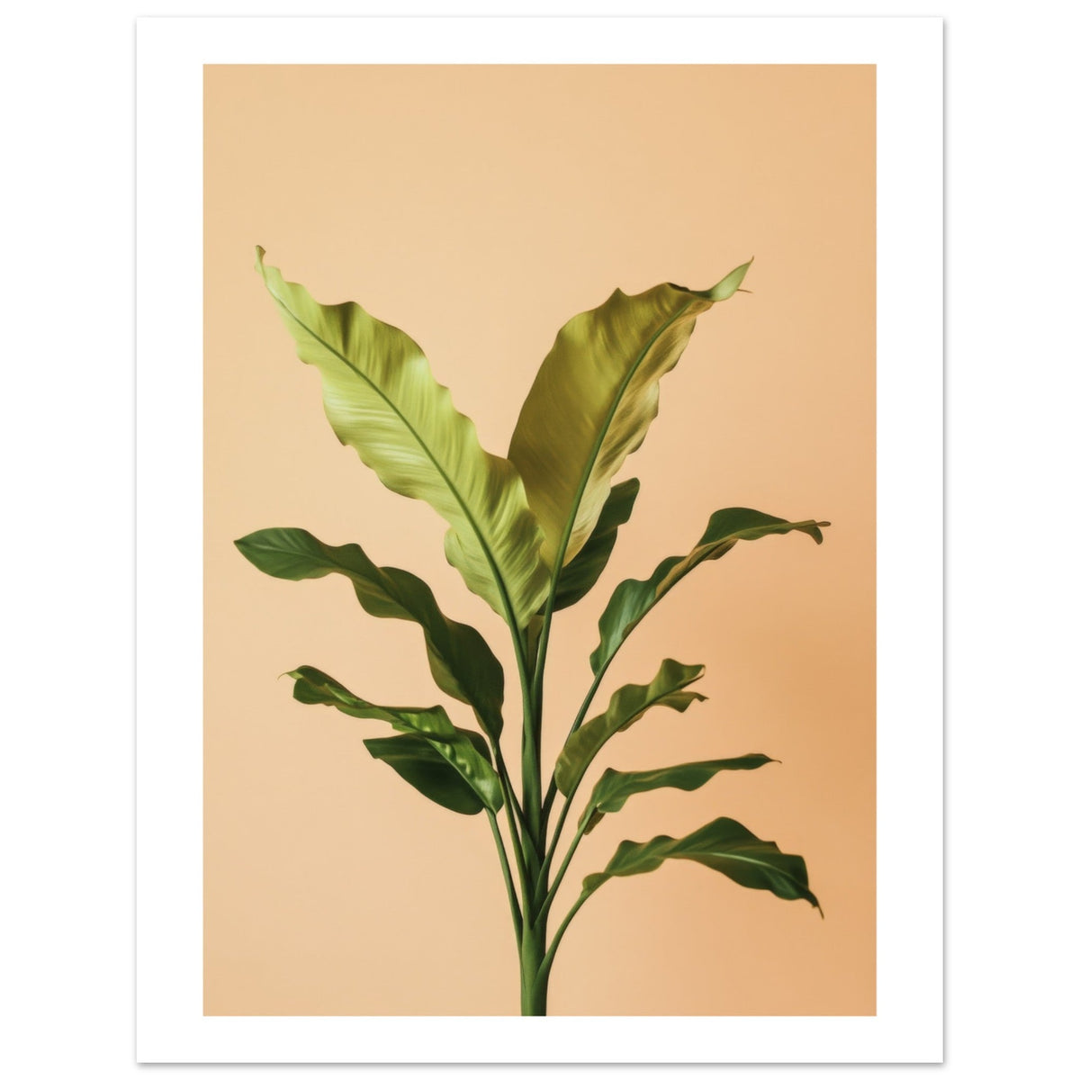 Birds Nest Fern Asplenium nidus