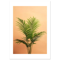 Areca Palm Dypsis lutescens