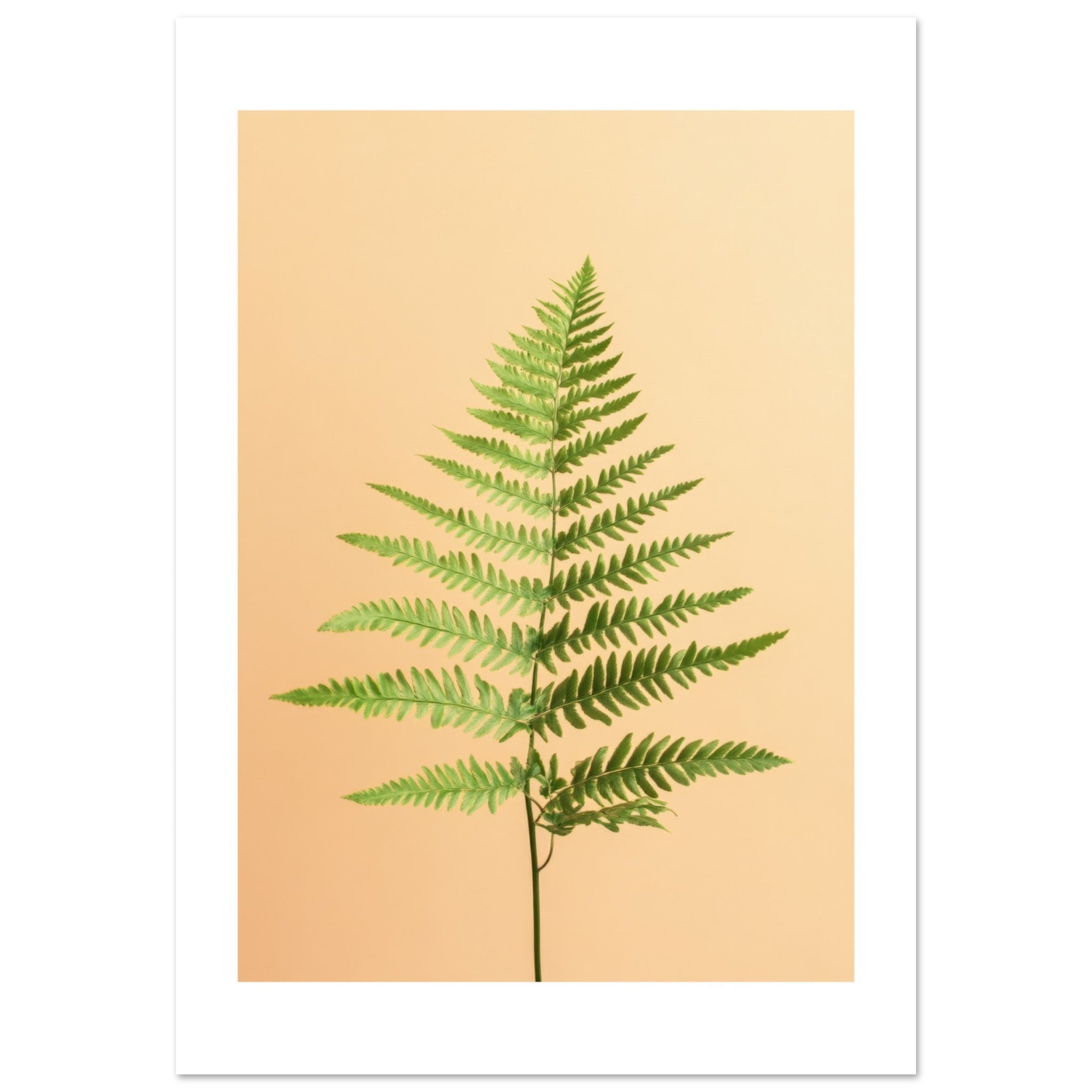 Boston Fern Nephrolepis exaltata 2
