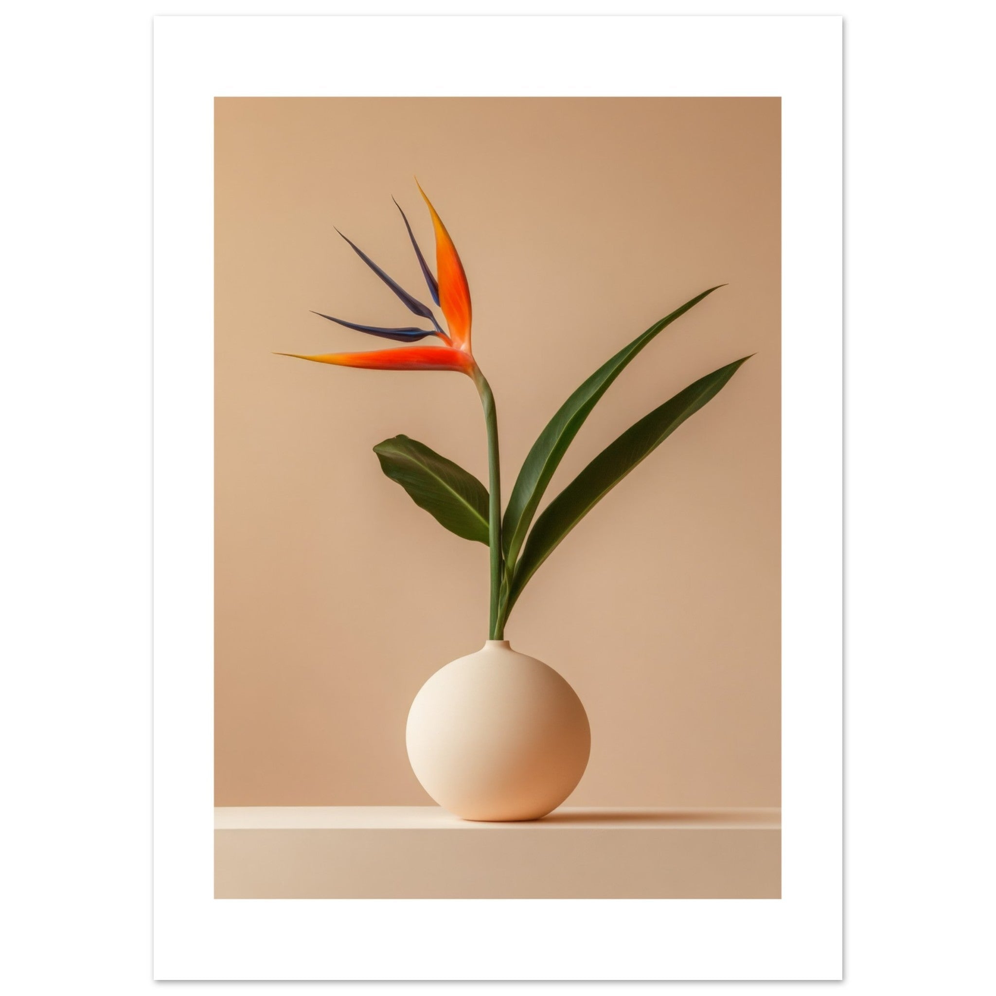 Bird of Paradise Strelitzia reginae 4