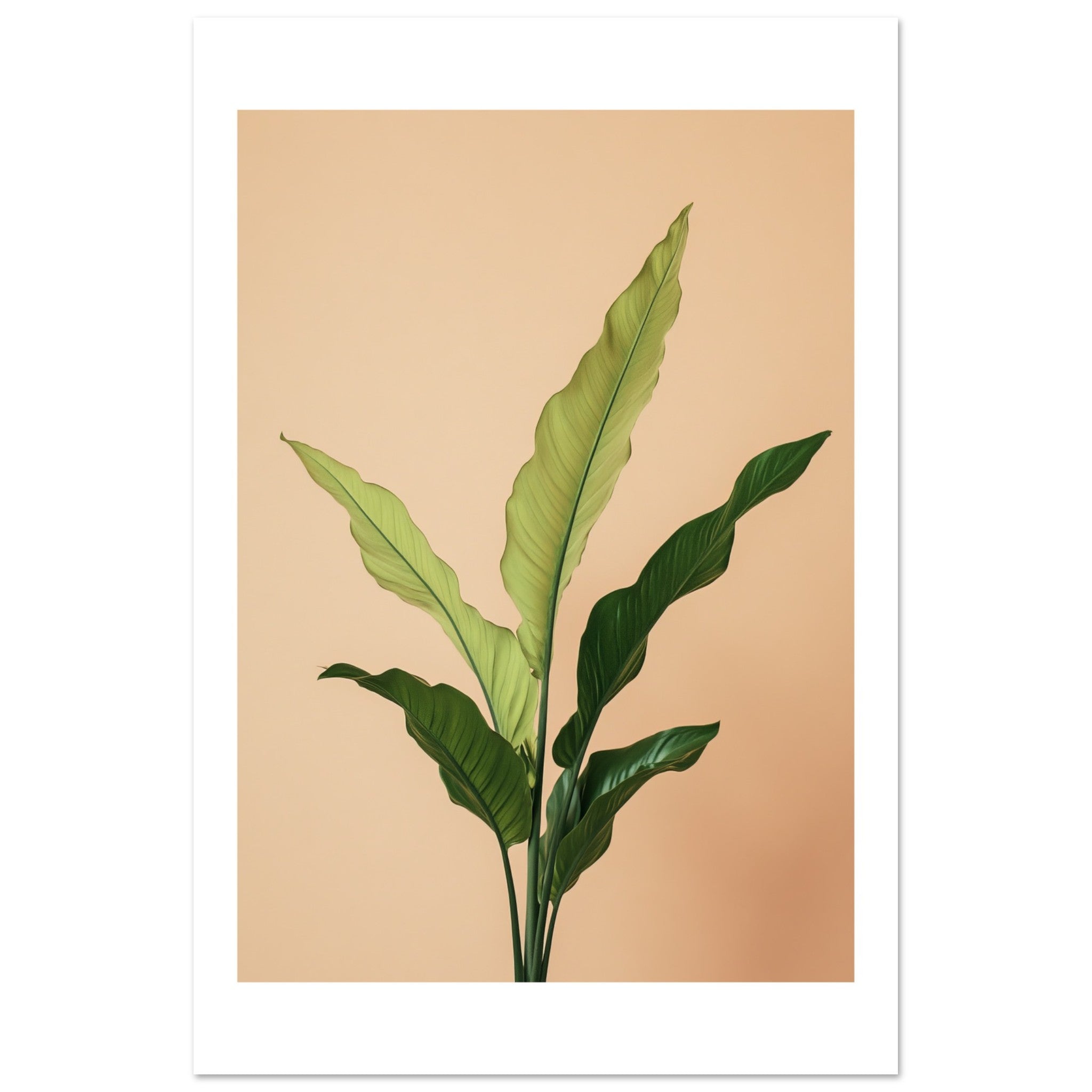 Birds Nest Fern Asplenium nidus 3