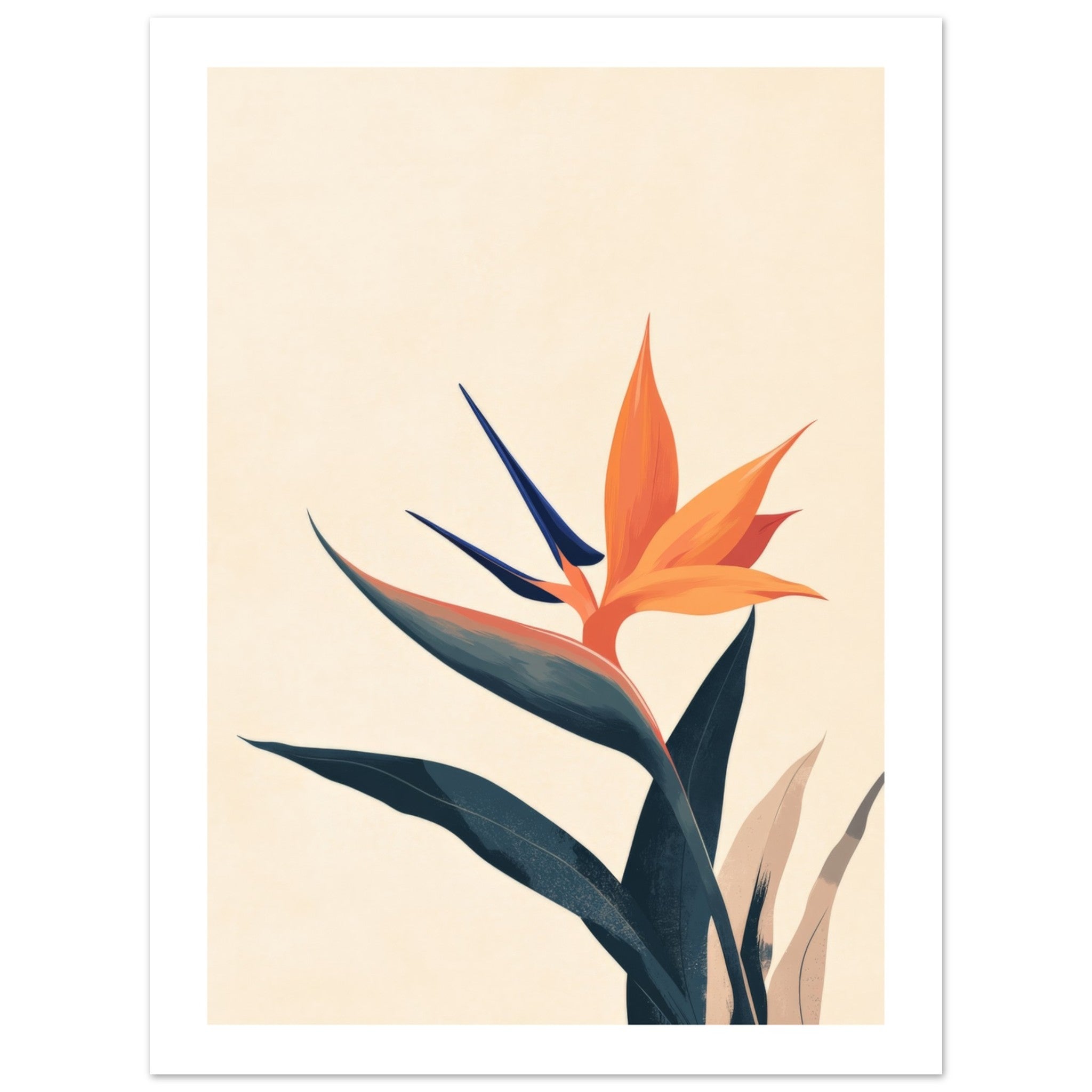 Bird of Paradise Strelitzia reginae 1
