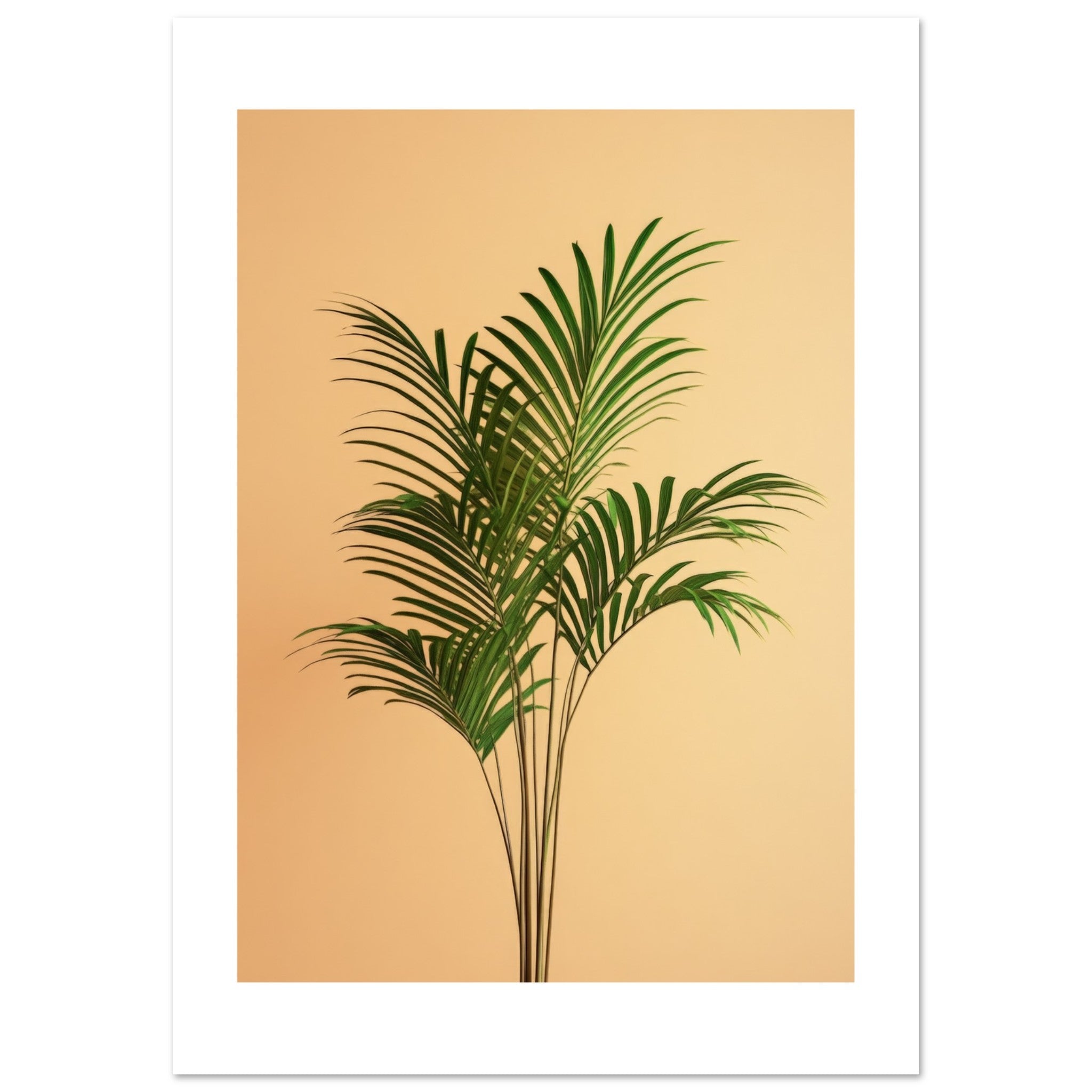 Areca Palm Dypsis lutescens 1
