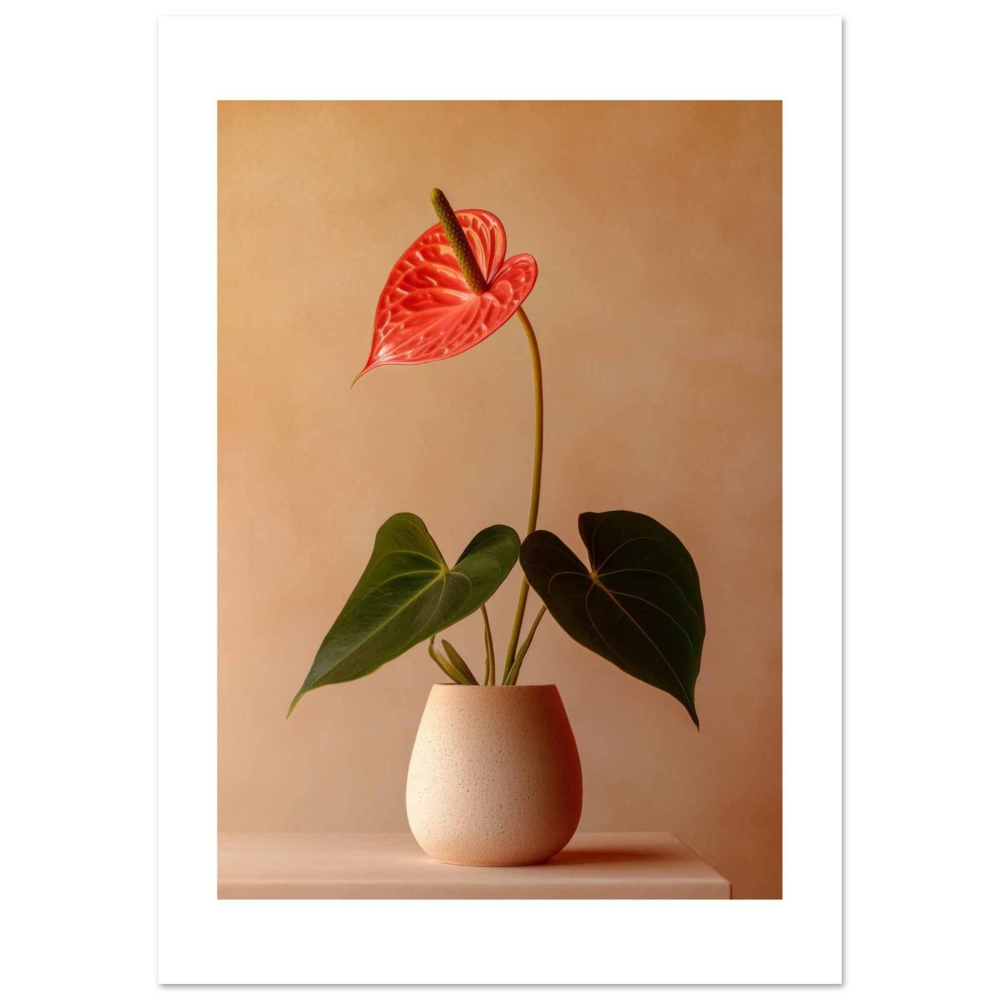 Anthurium 1