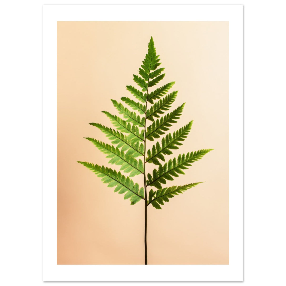 Boston Fern Nephrolepis exaltata