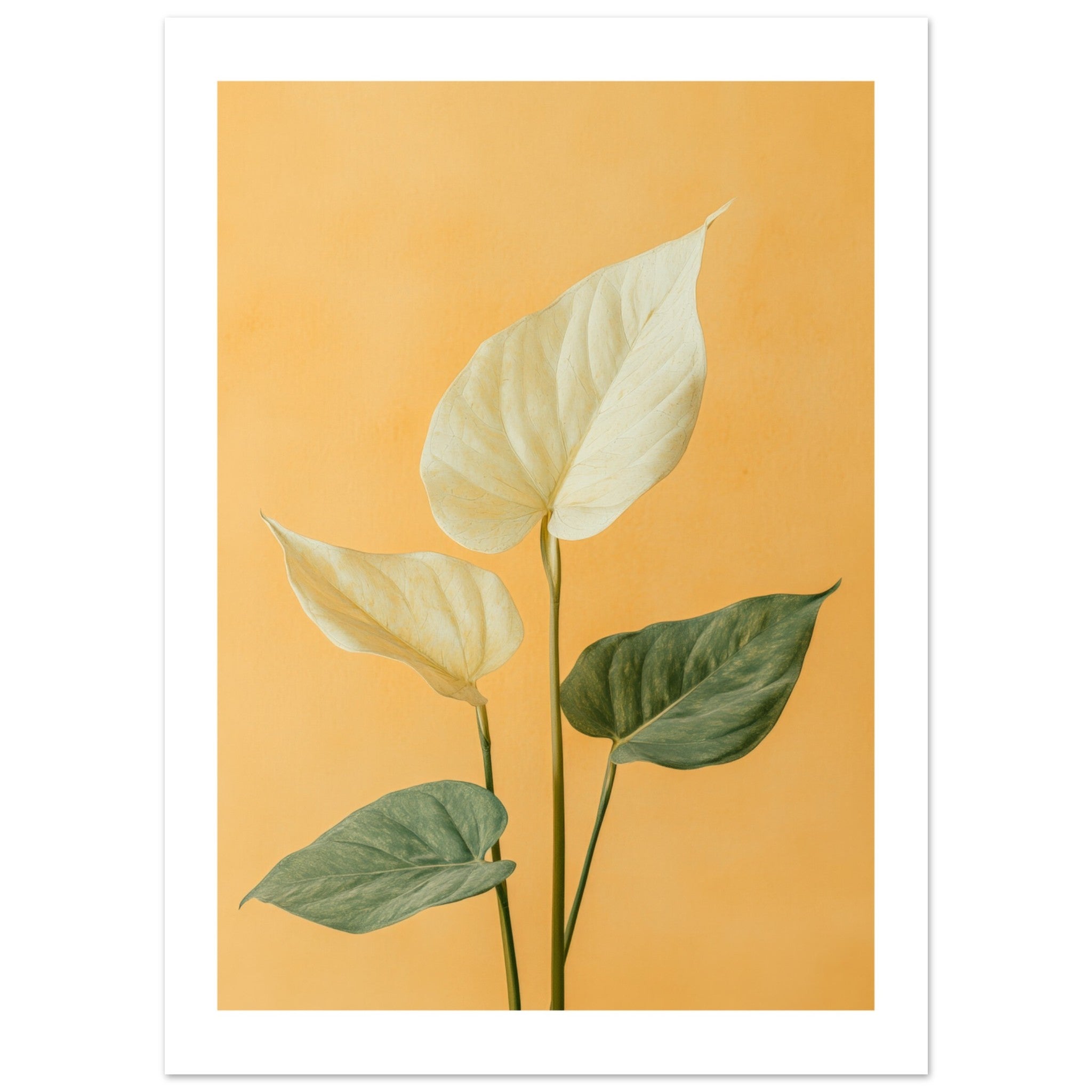 Arrowhead Plant Syngonium podophyllum 1