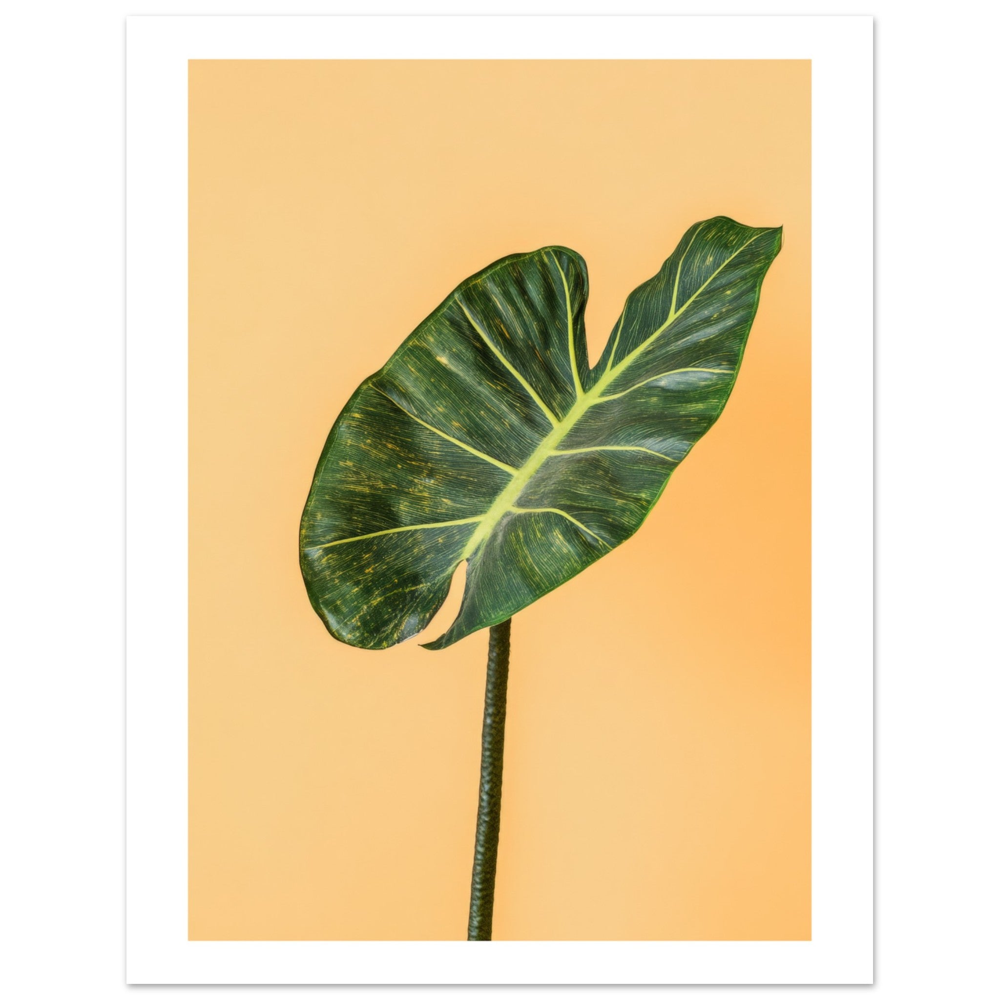 Alocasia