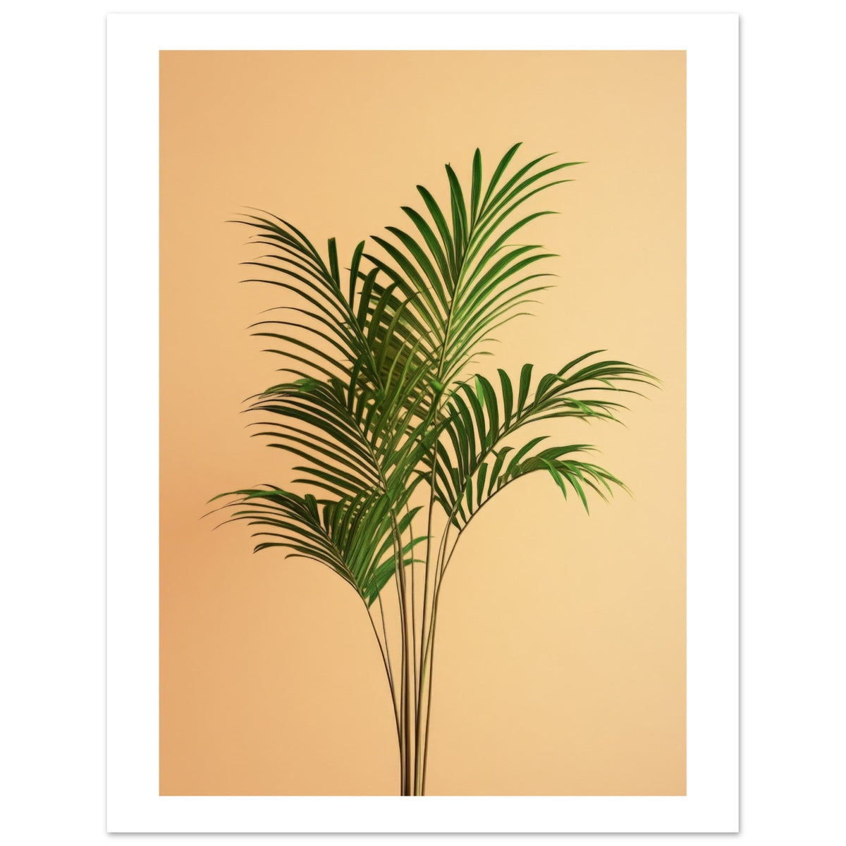 Areca Palm Dypsis lutescens 1