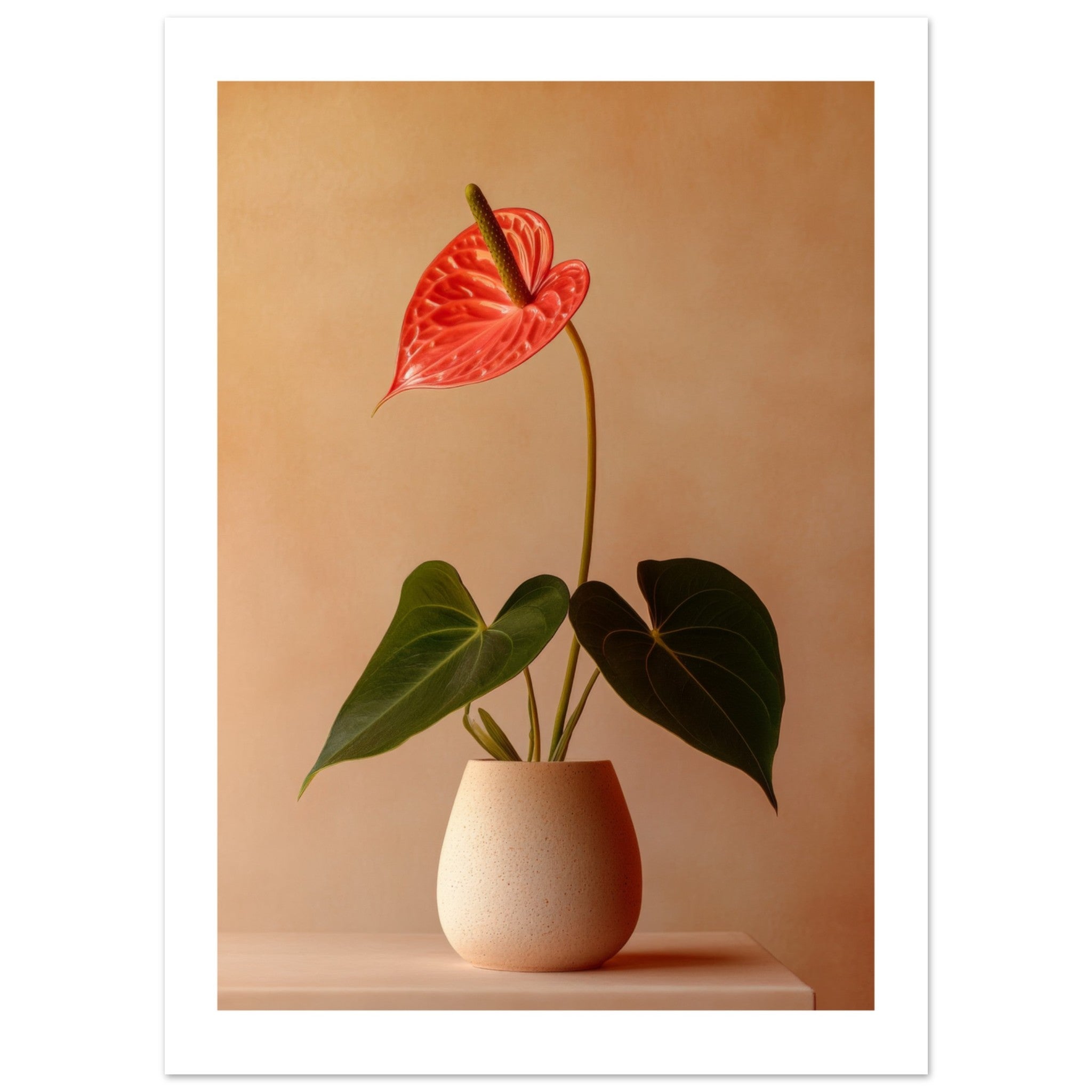 Anthurium 1
