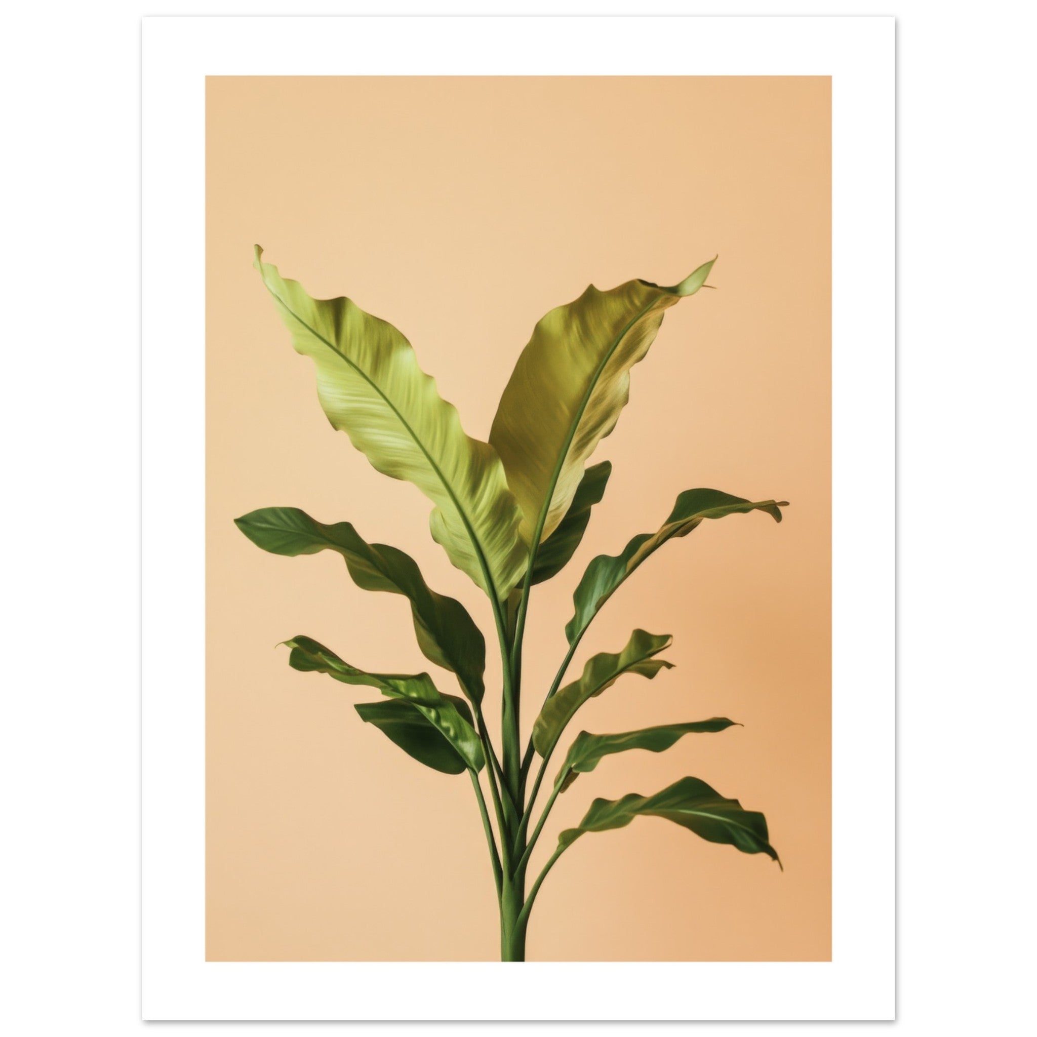 Birds Nest Fern Asplenium nidus