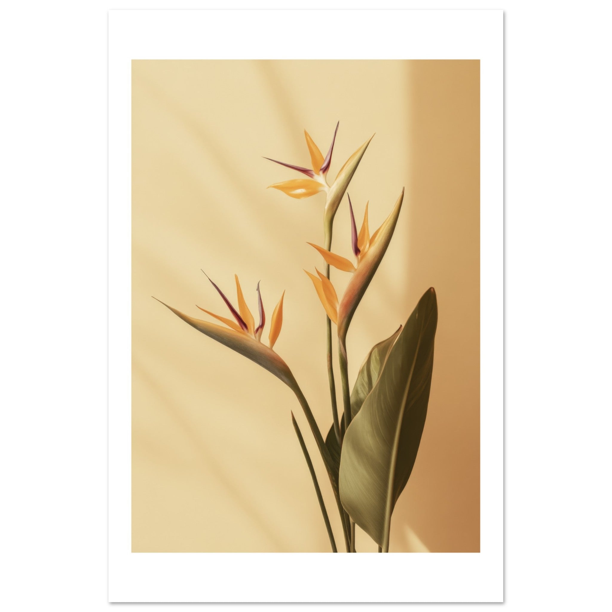 Bird of Paradise Strelitzia reginae 2