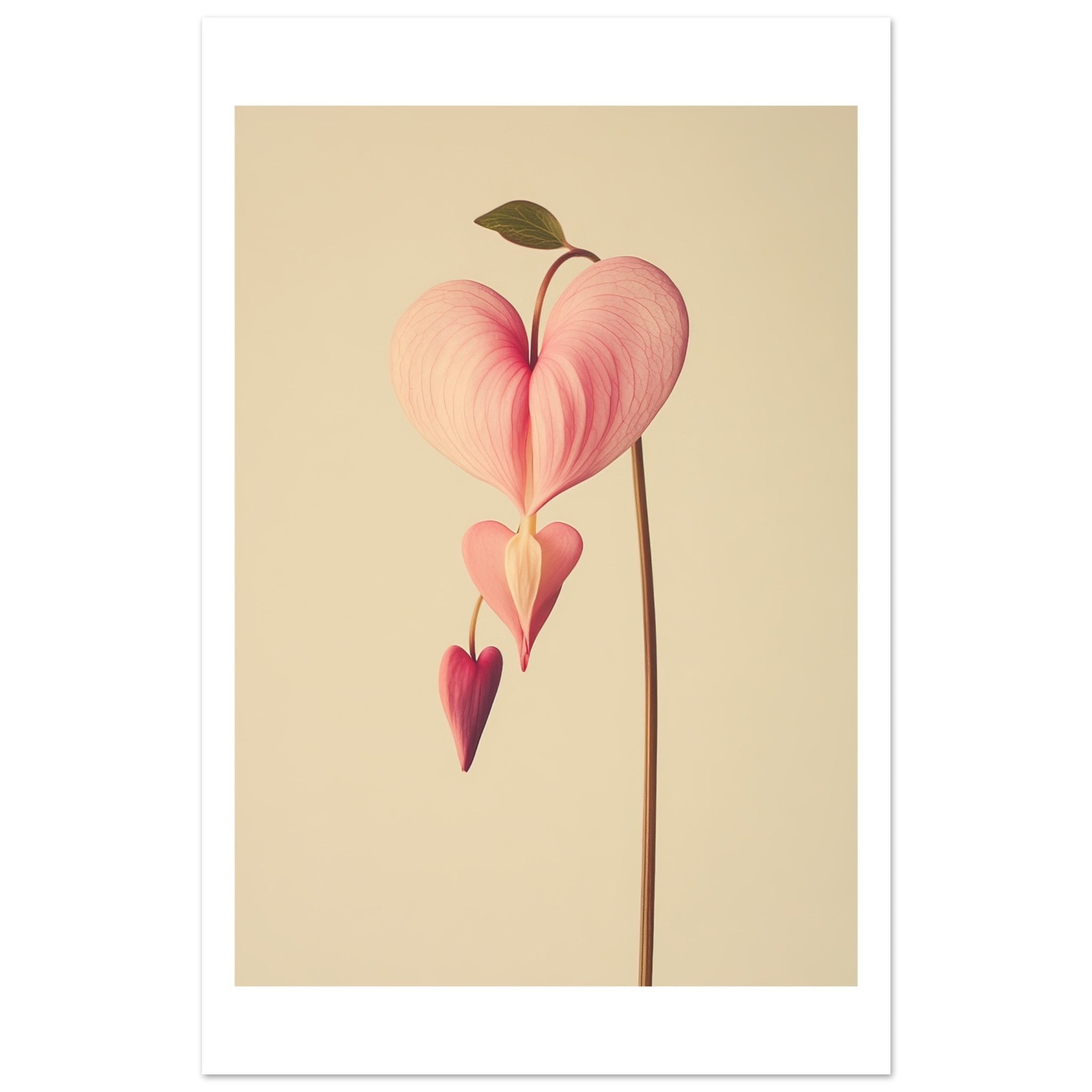 Bleeding Heart Dicentra spectabilis flower 1