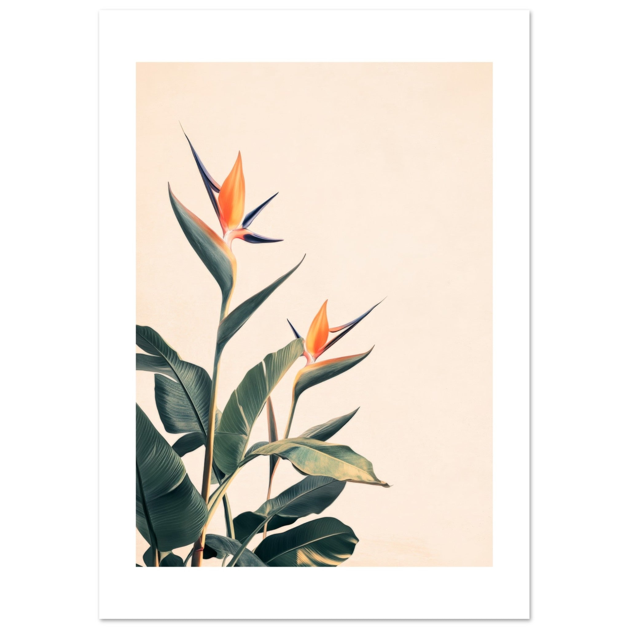 Bird of Paradise Strelitzia reginae 3