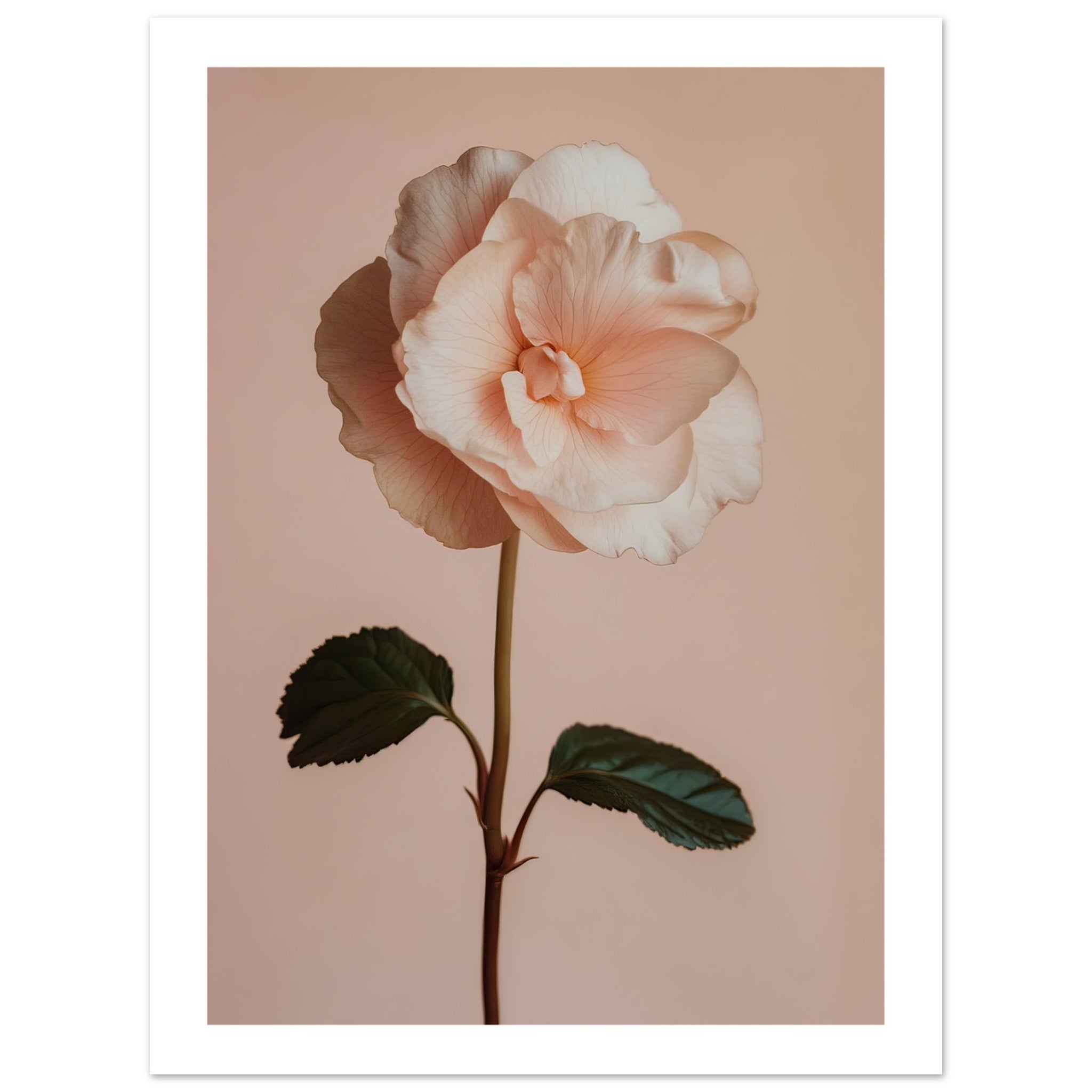 Begonia Begonia flower 2