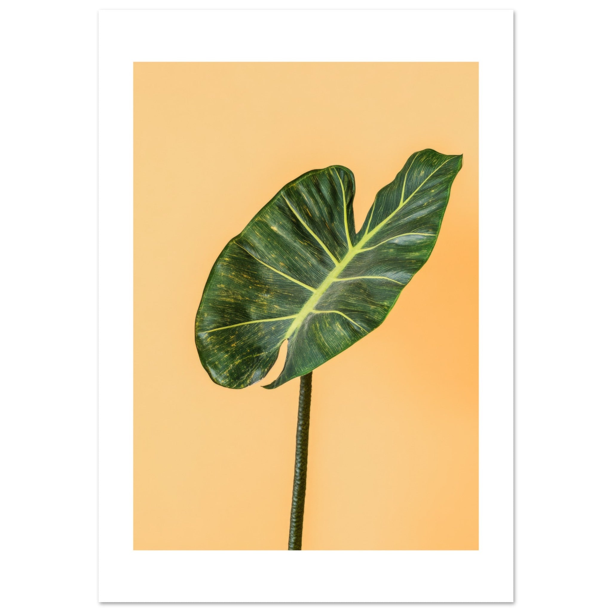 Alocasia