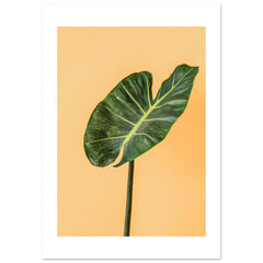 Alocasia