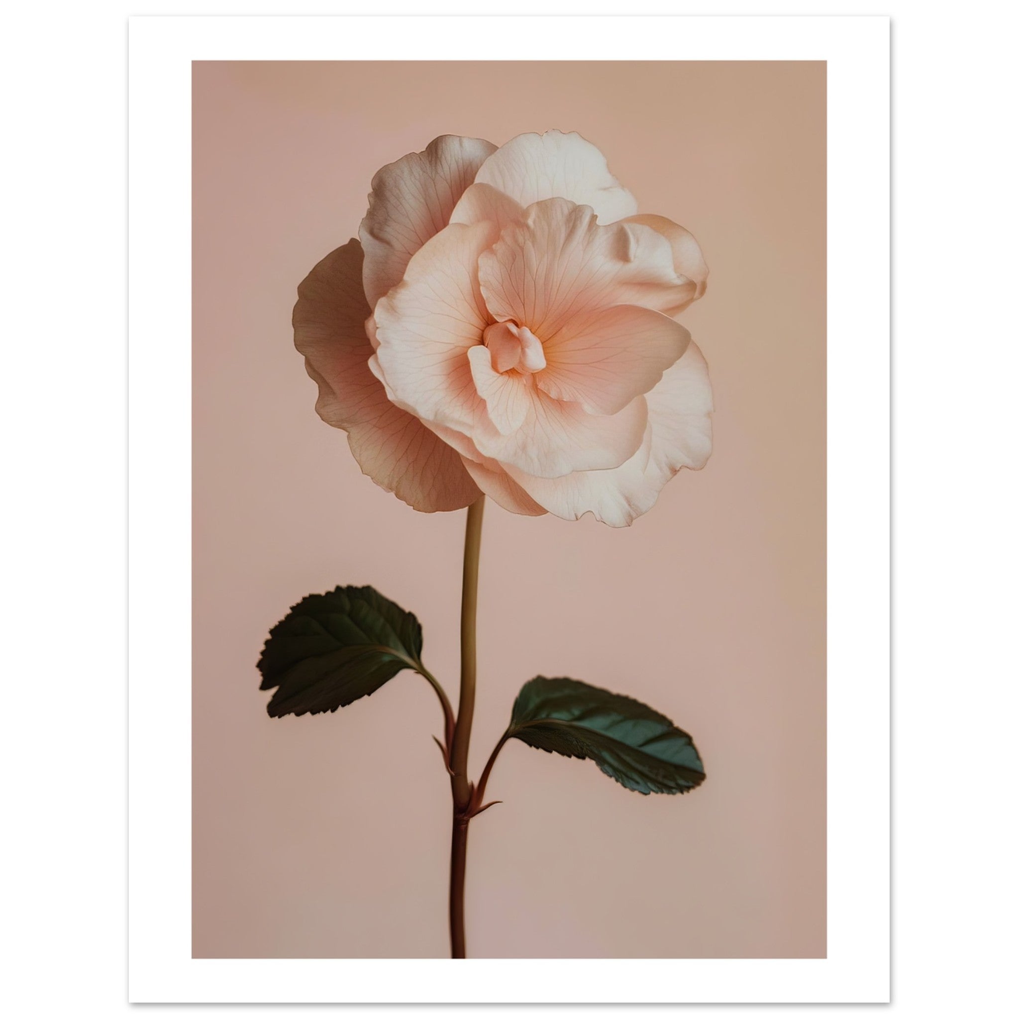 Begonia Begonia flower 2