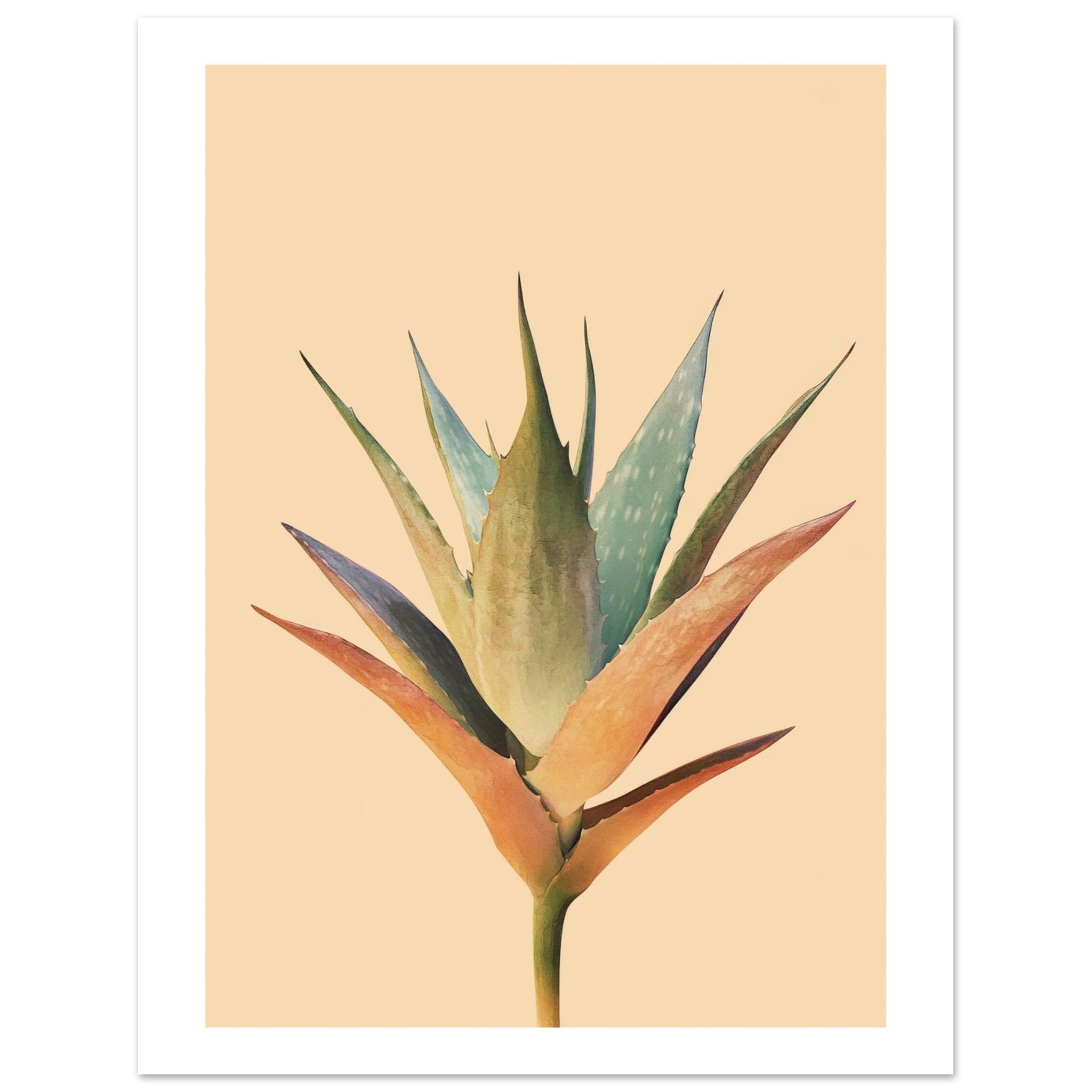 Aloe Vera Aloe barbadensis miller