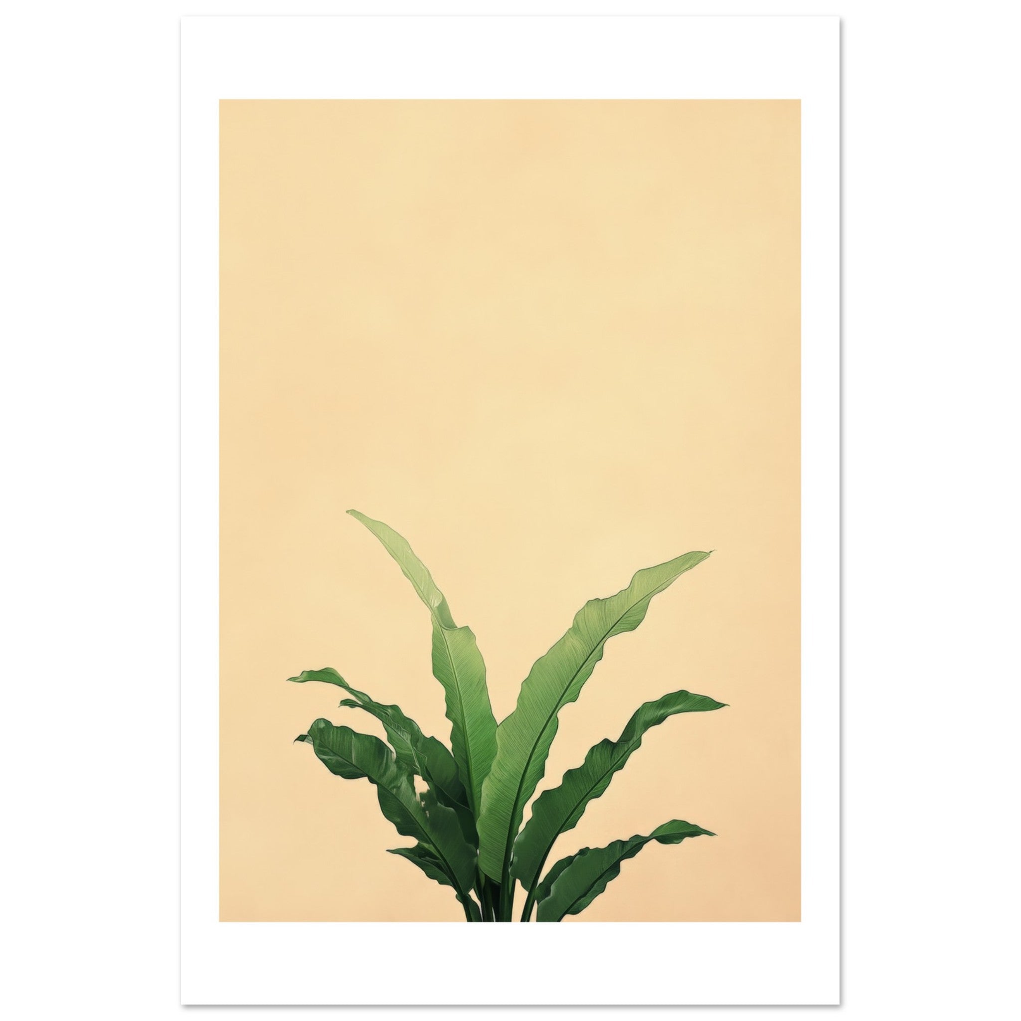Birds Nest Fern Asplenium nidus 1