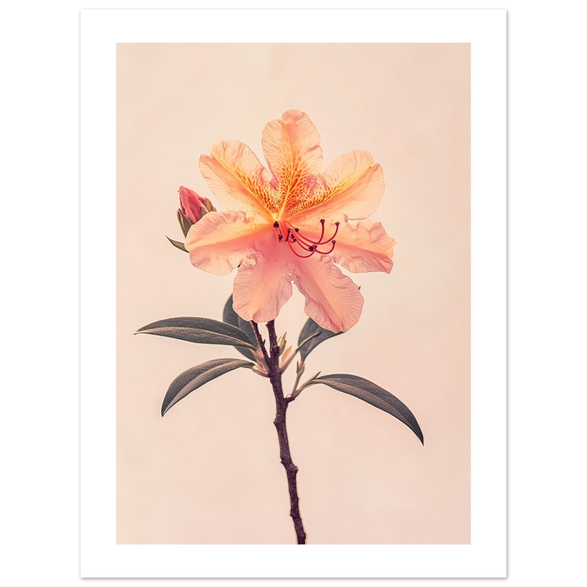Azalea Rhododendron flower 1
