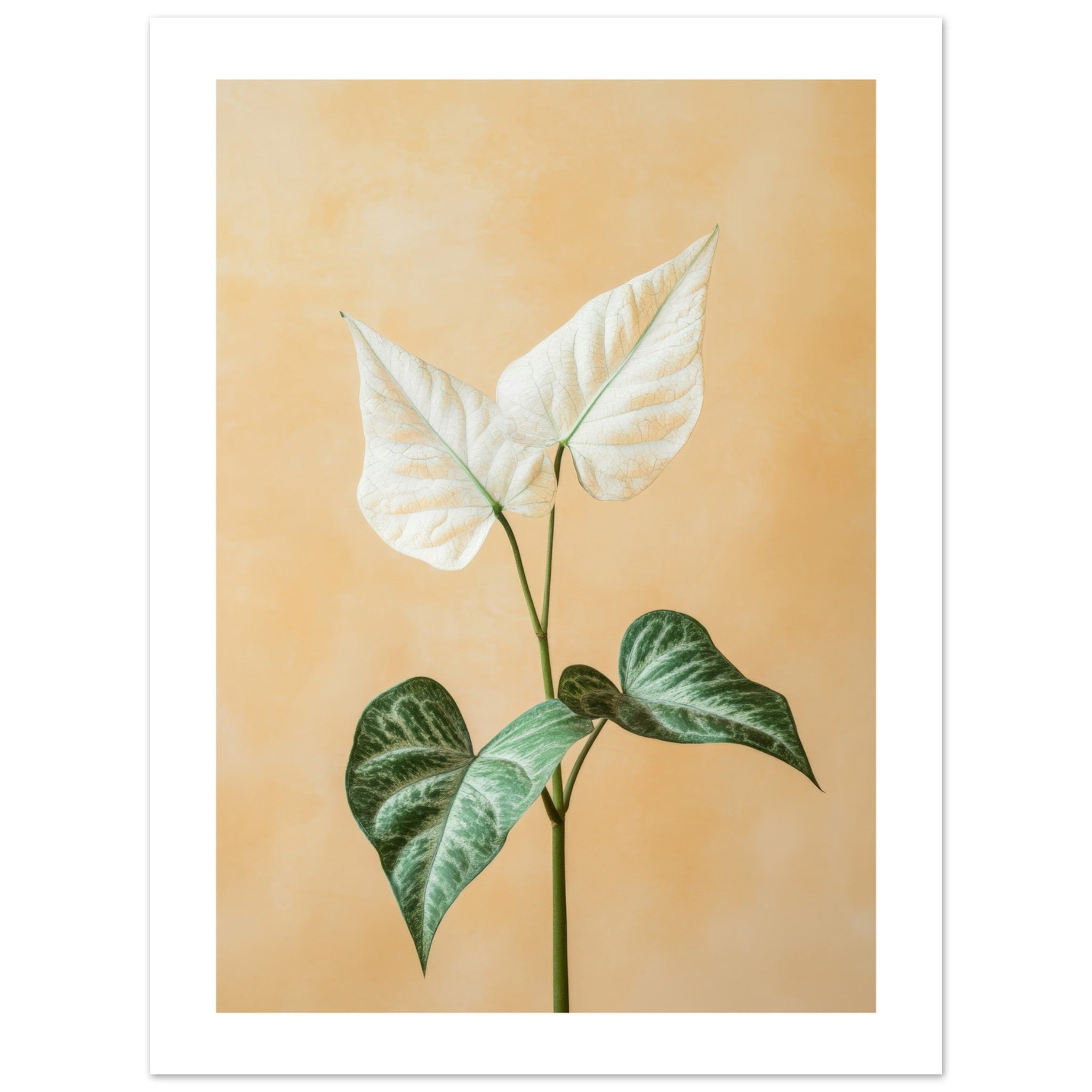 Arrowhead Plant Syngonium podophyllum 3