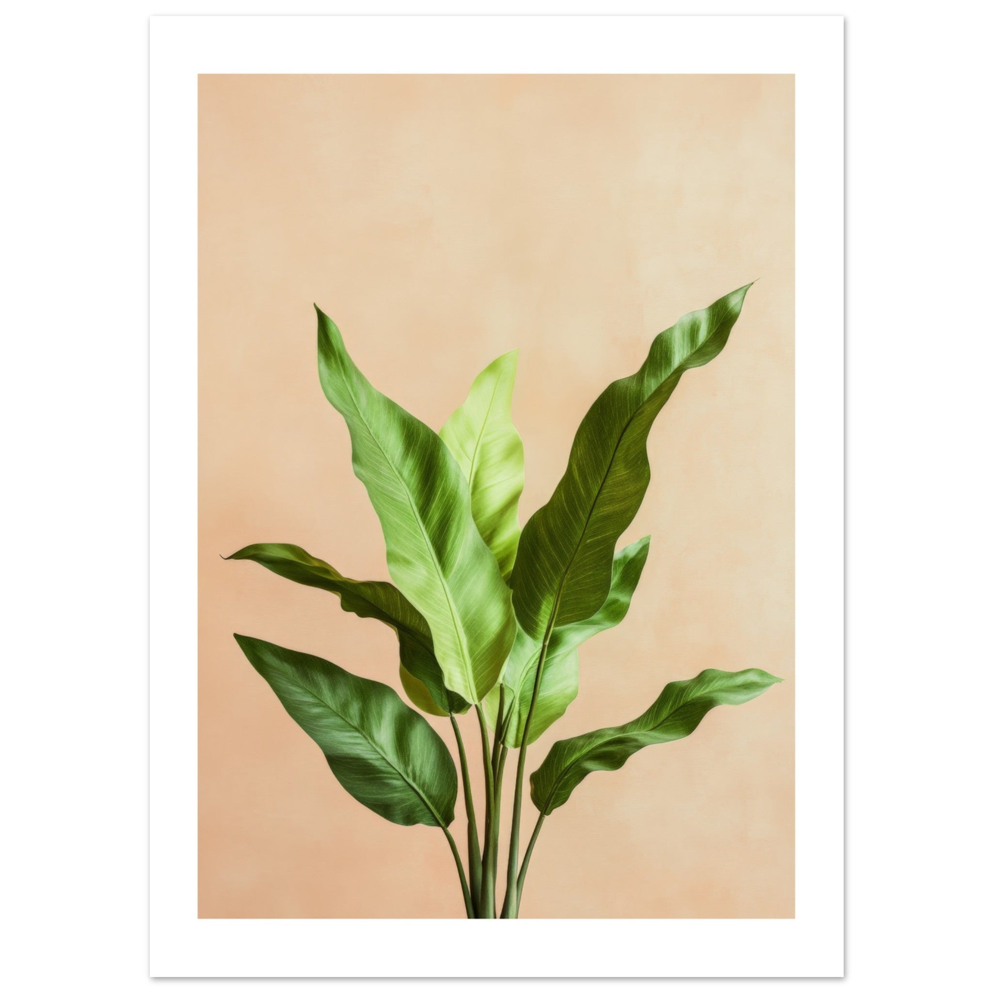 Birds Nest Fern Asplenium nidus 2