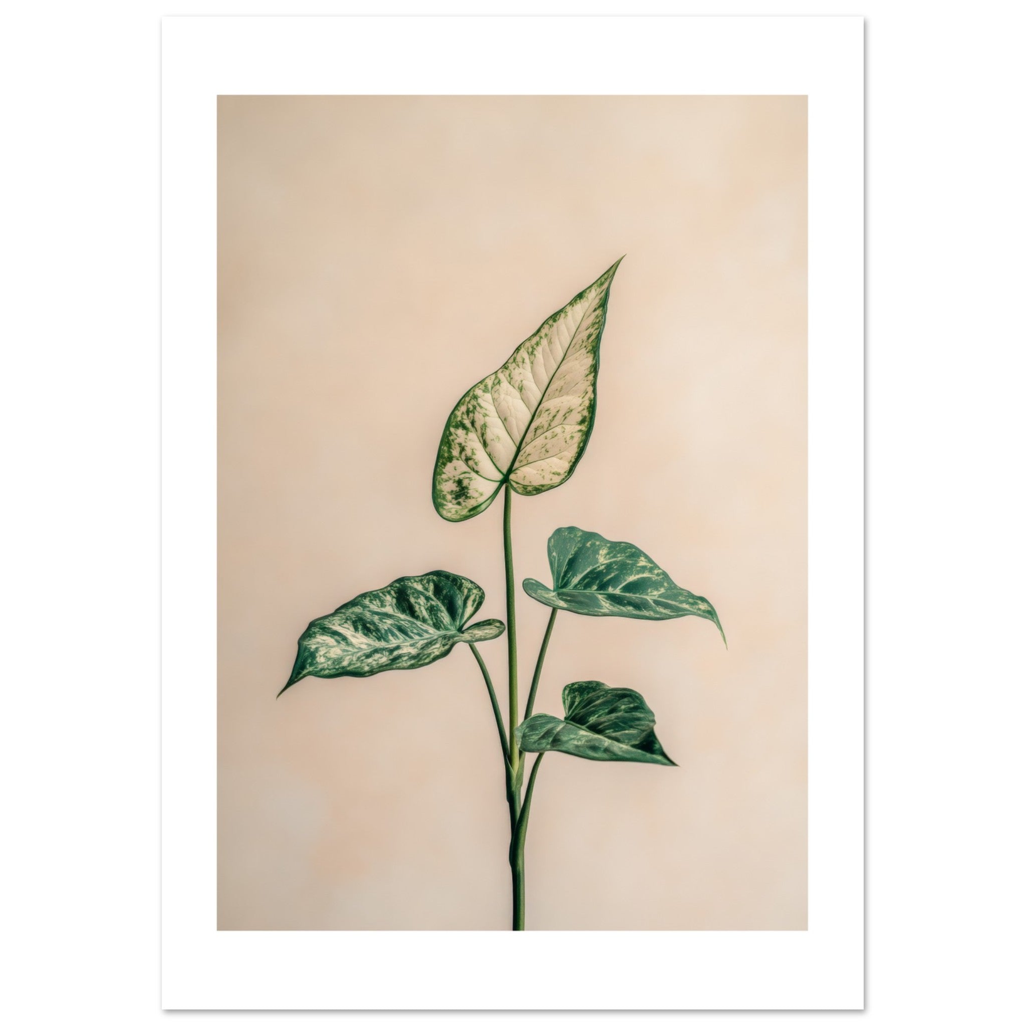 Arrowhead Plant Syngonium podophyllum