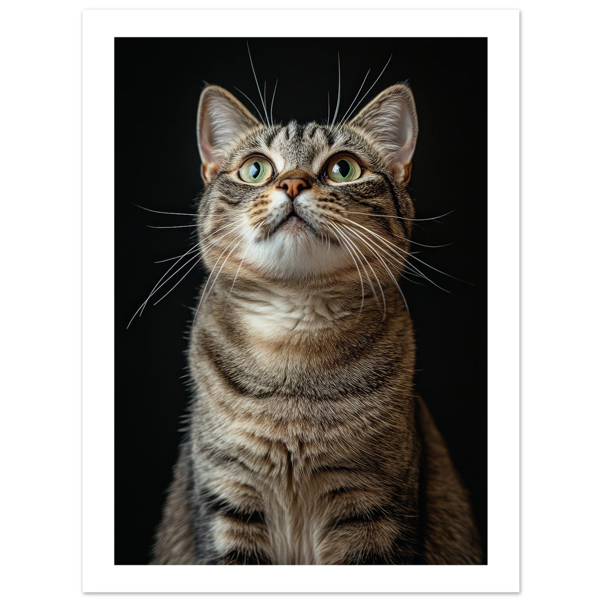 American Shorthair Cat Painted With Tone Pen 1